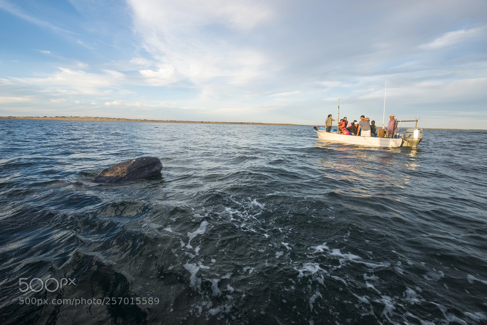 Fujifilm X-T2 sample photo. Wildlife in mexico photography