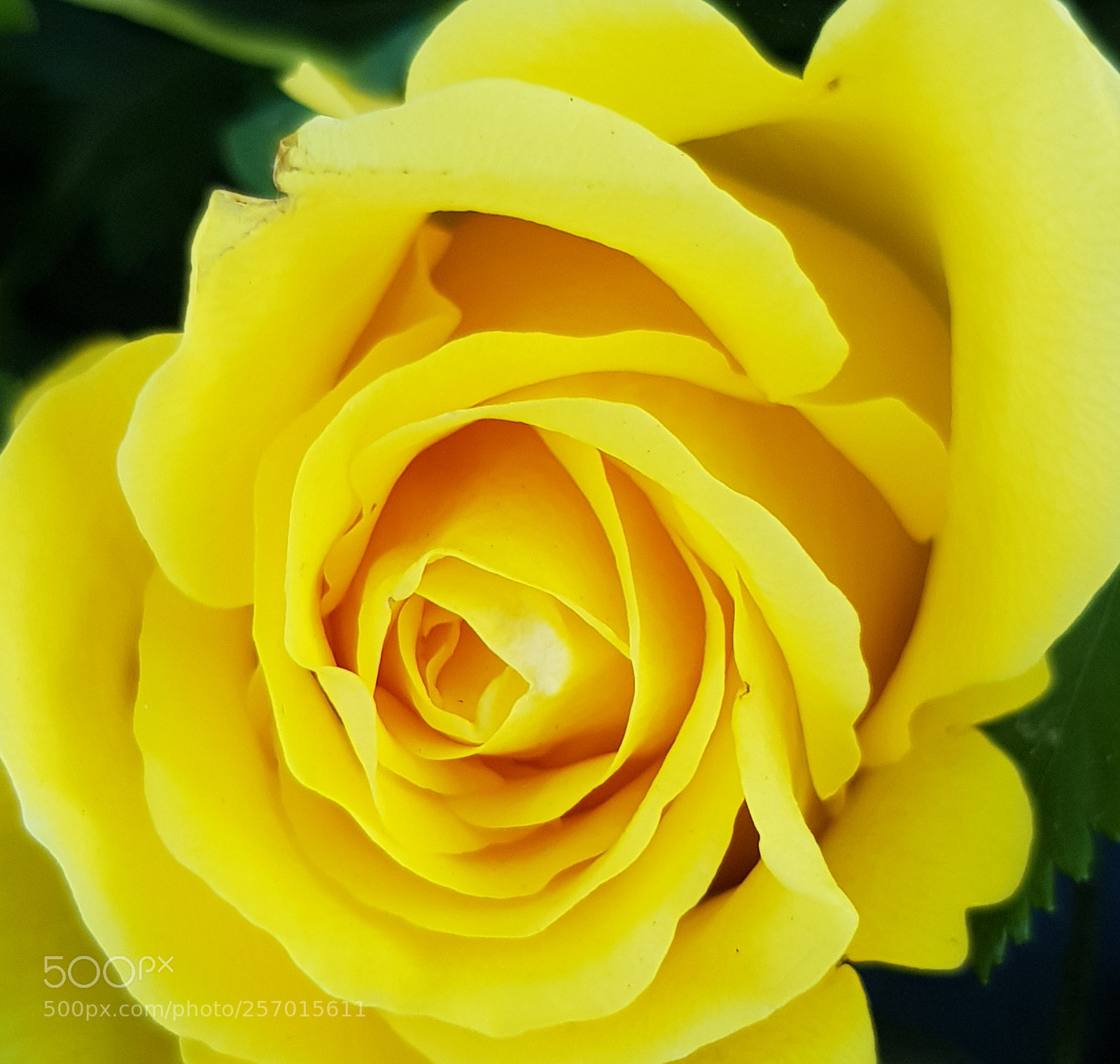Samsung Galaxy S8 sample photo. Yellow rose. photography