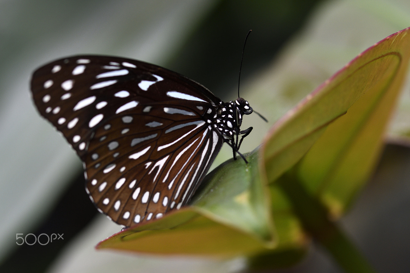 Nikon D500 + Nikon AF-S Micro-Nikkor 105mm F2.8G IF-ED VR sample photo. Tropical butterfly photography