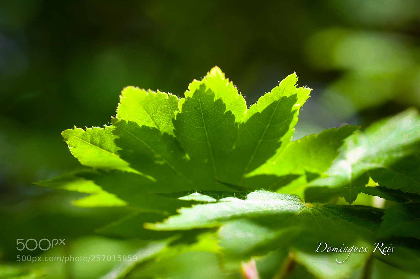 Canon EOS 40D sample photo. Verde photography