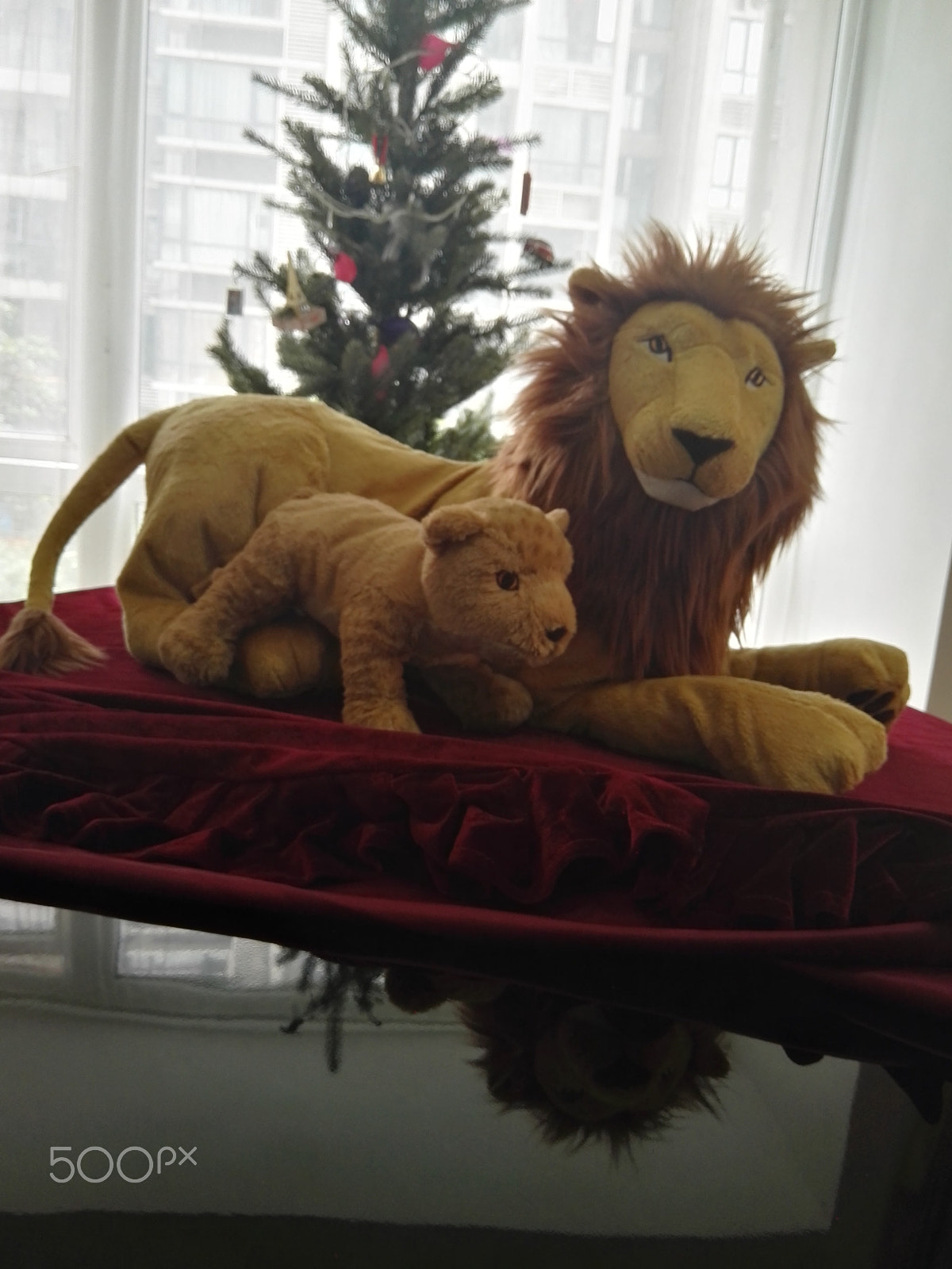 HUAWEI P8 sample photo. Pet 3 photography
