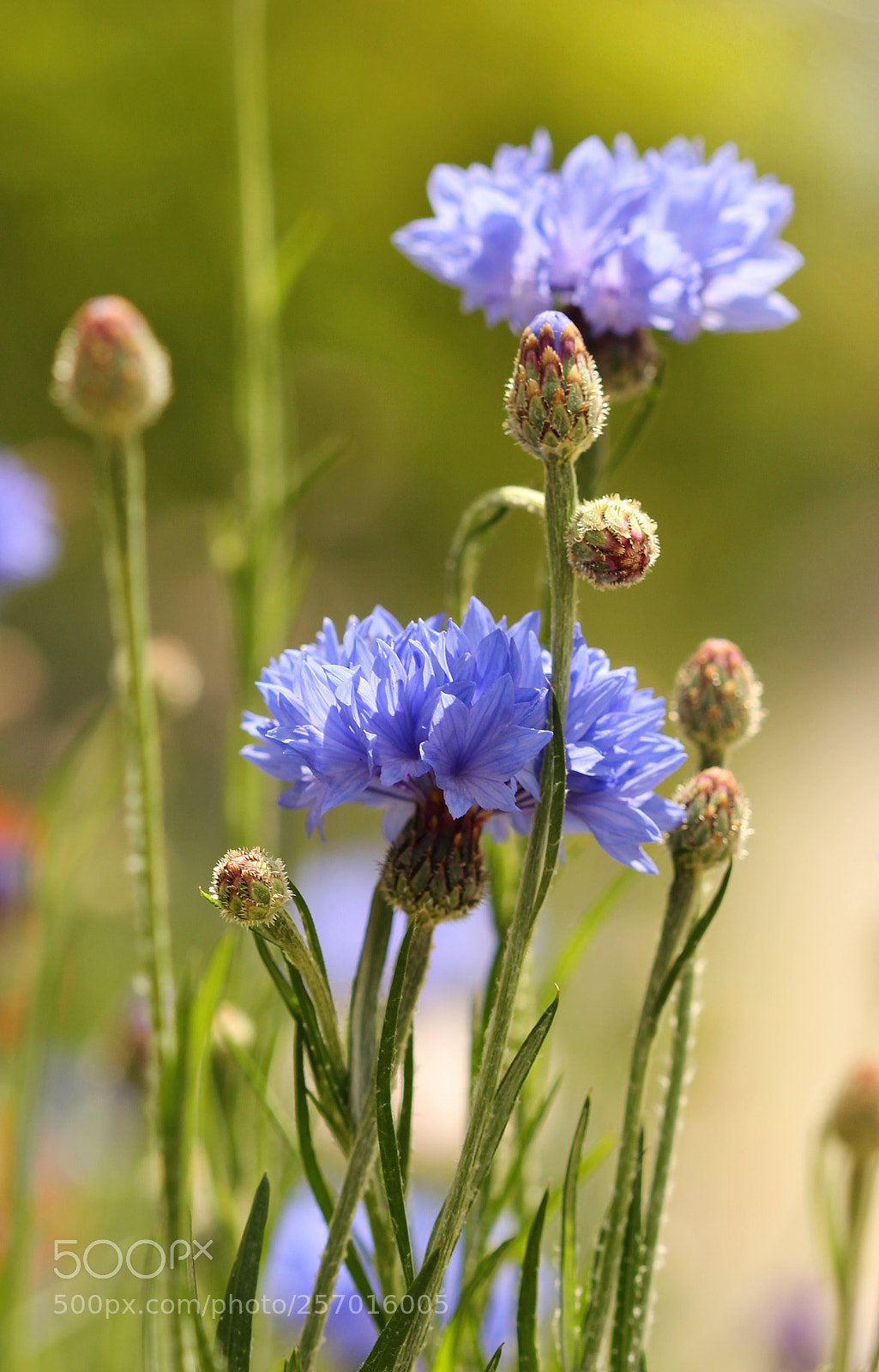 Canon EOS 600D (Rebel EOS T3i / EOS Kiss X5) sample photo. Cornflowers photography