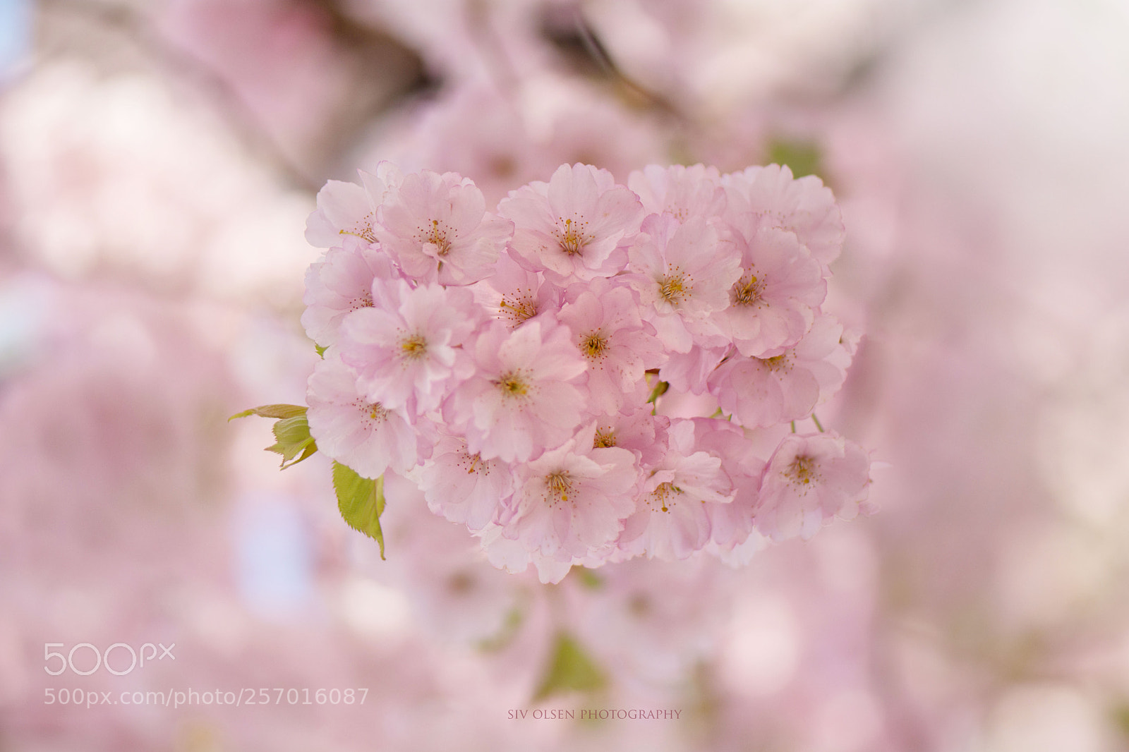 Nikon D7100 sample photo. ~ cherry blossom ~ photography