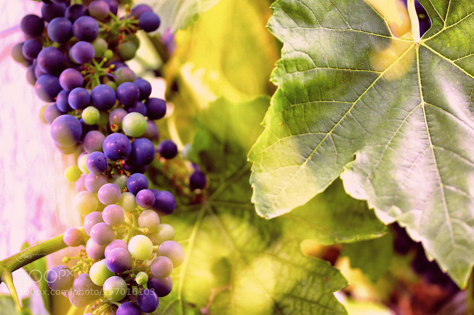 Canon EOS 500D (EOS Rebel T1i / EOS Kiss X3) sample photo. The harvest photography