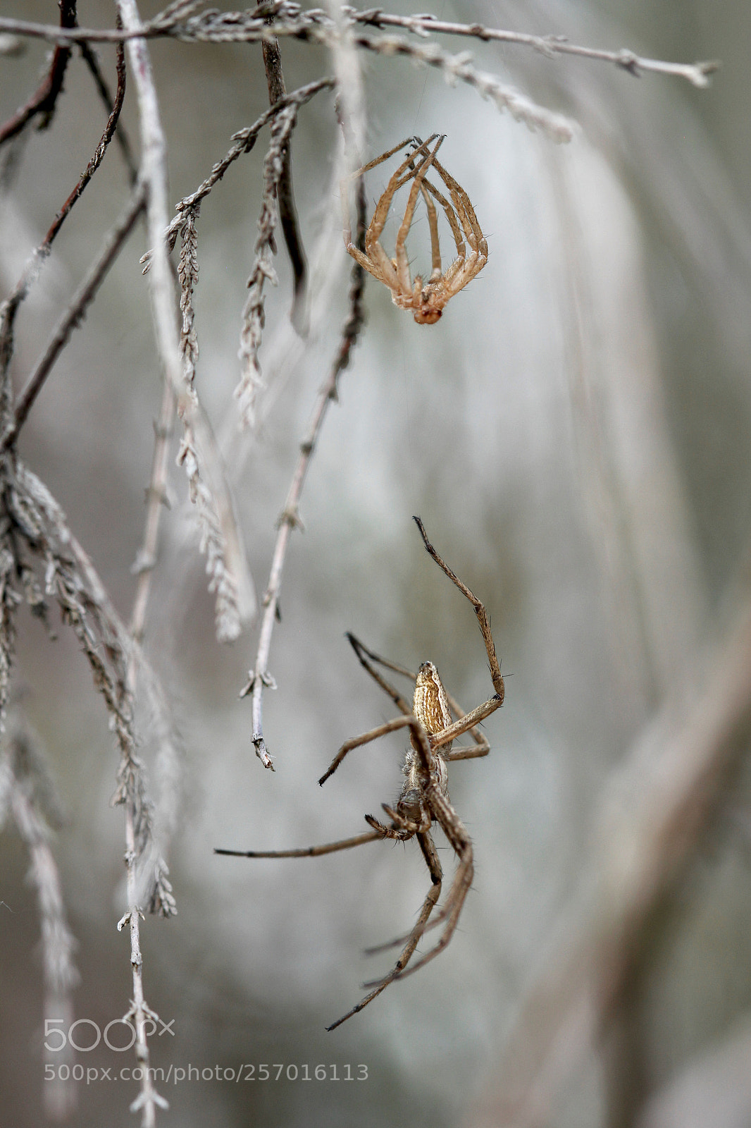 Canon EOS 60D sample photo. Spider photography