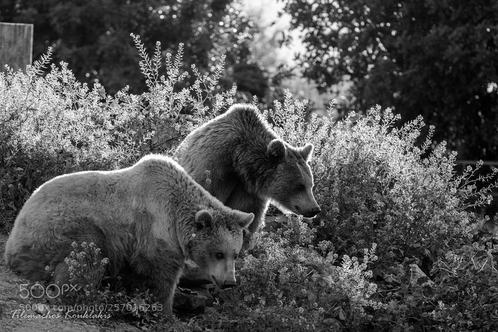 Canon EOS 60D sample photo. Brown bear photography