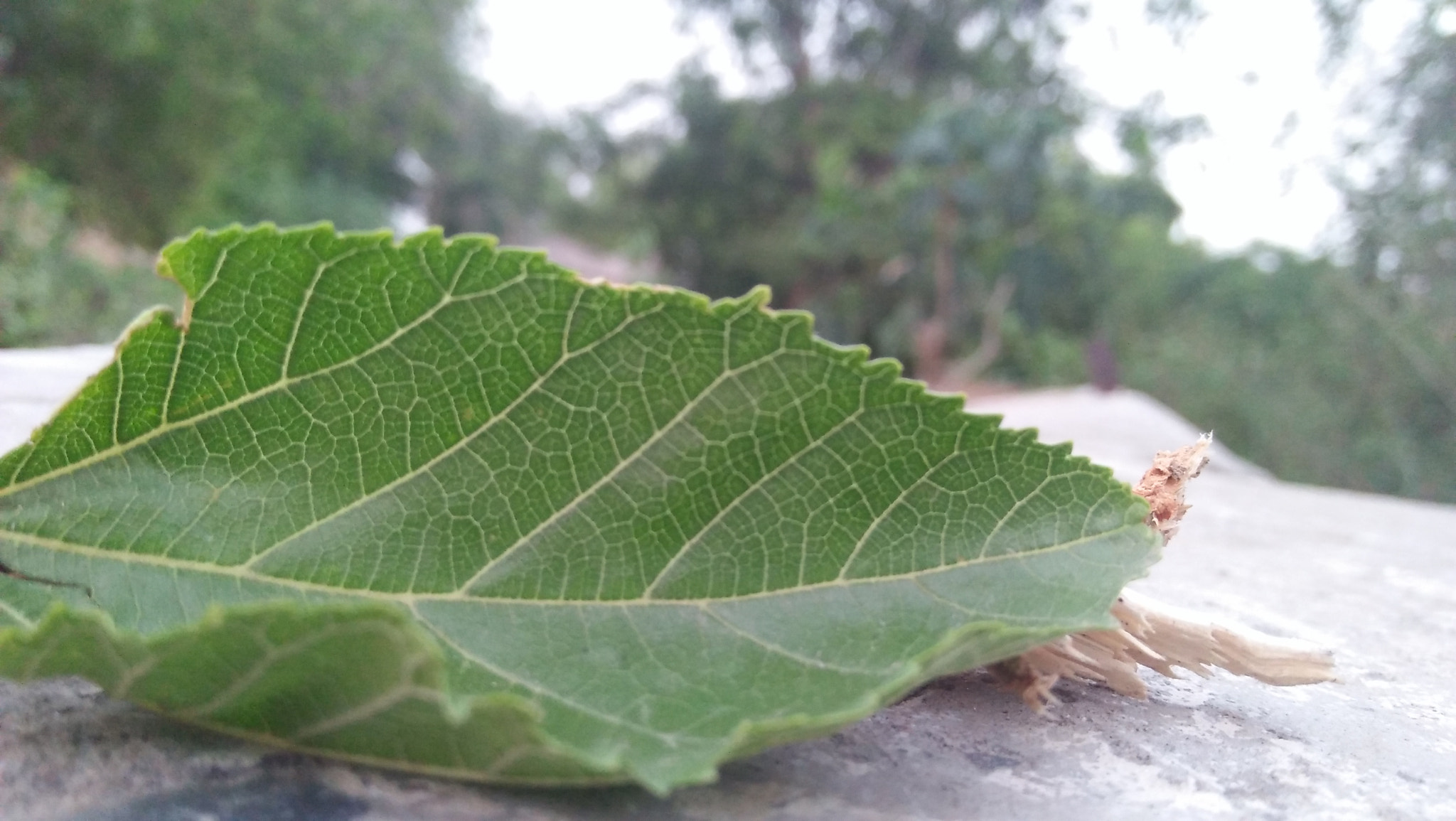 OPPO A37fw-International sample photo