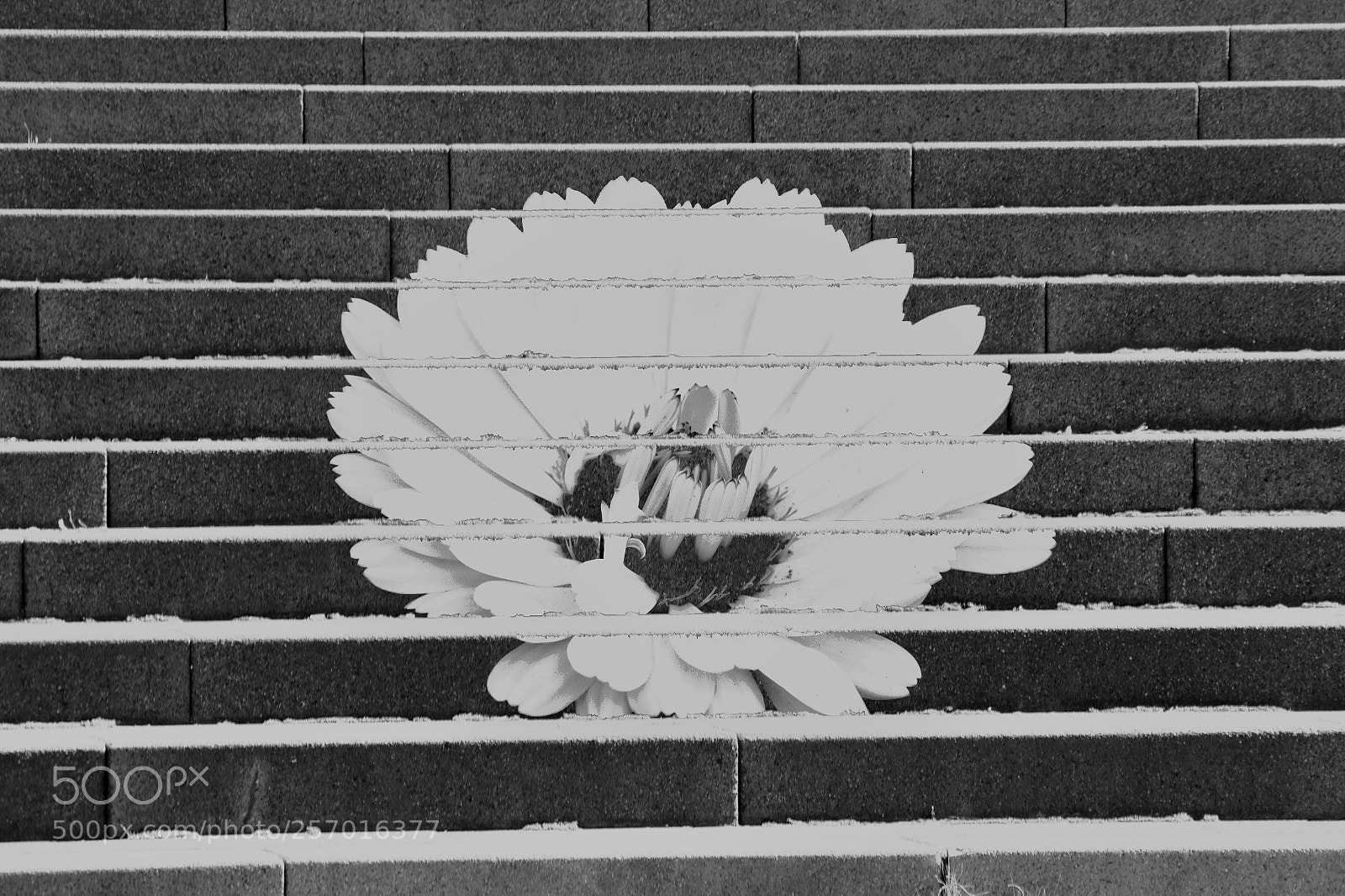 Canon EOS 550D (EOS Rebel T2i / EOS Kiss X4) sample photo. Treppe  photography