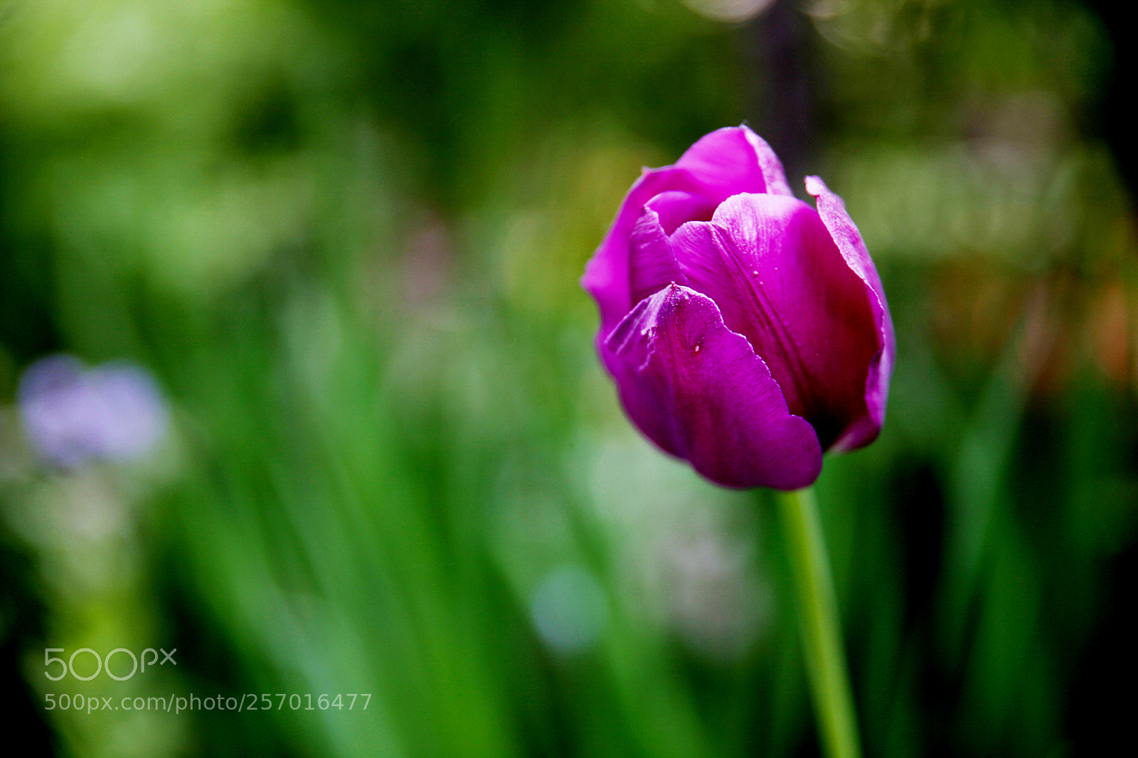 Canon EOS 5D Mark II sample photo. Tulip purple on deep photography