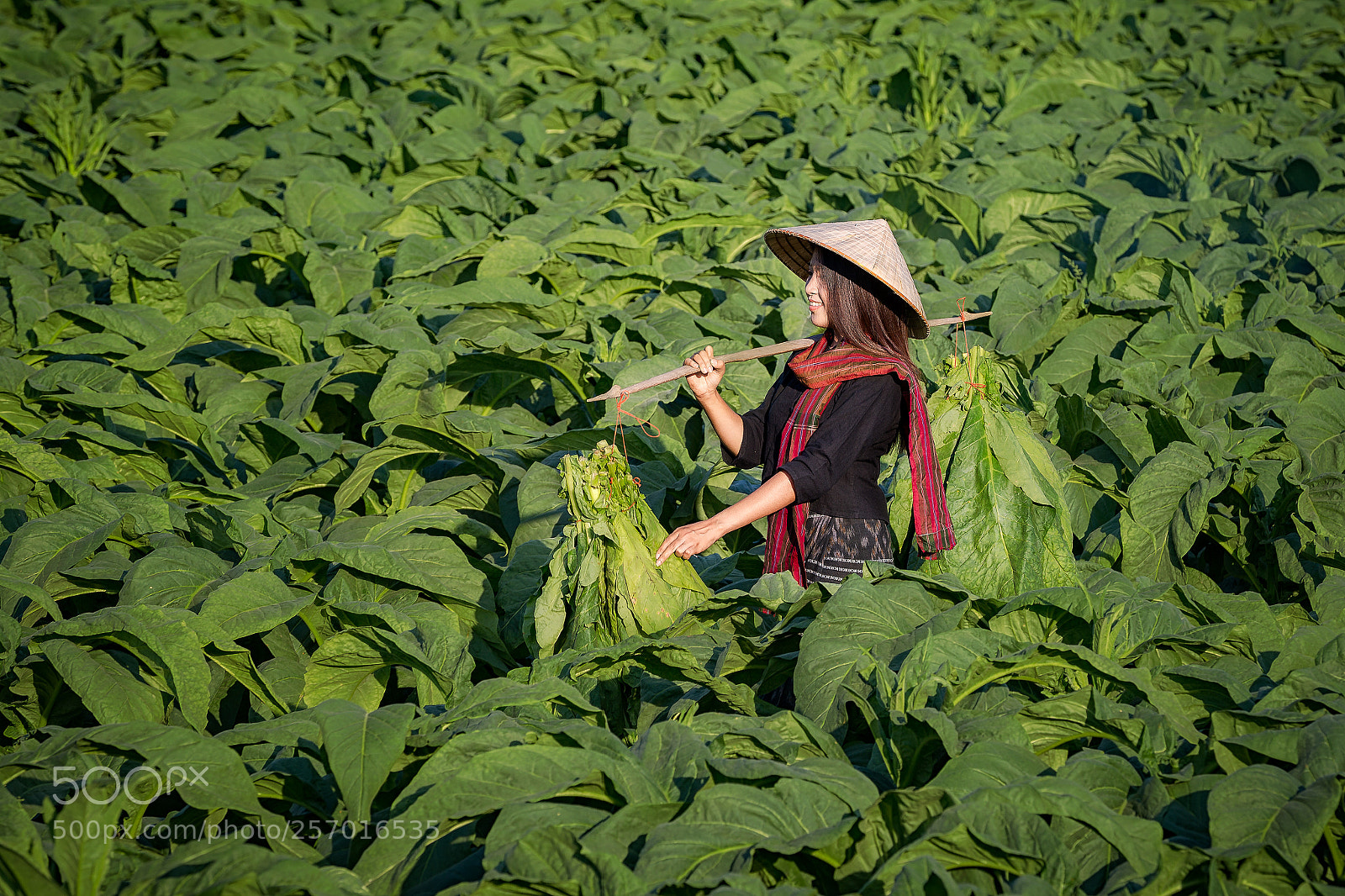 Canon EOS 6D sample photo. Asia girl in the photography