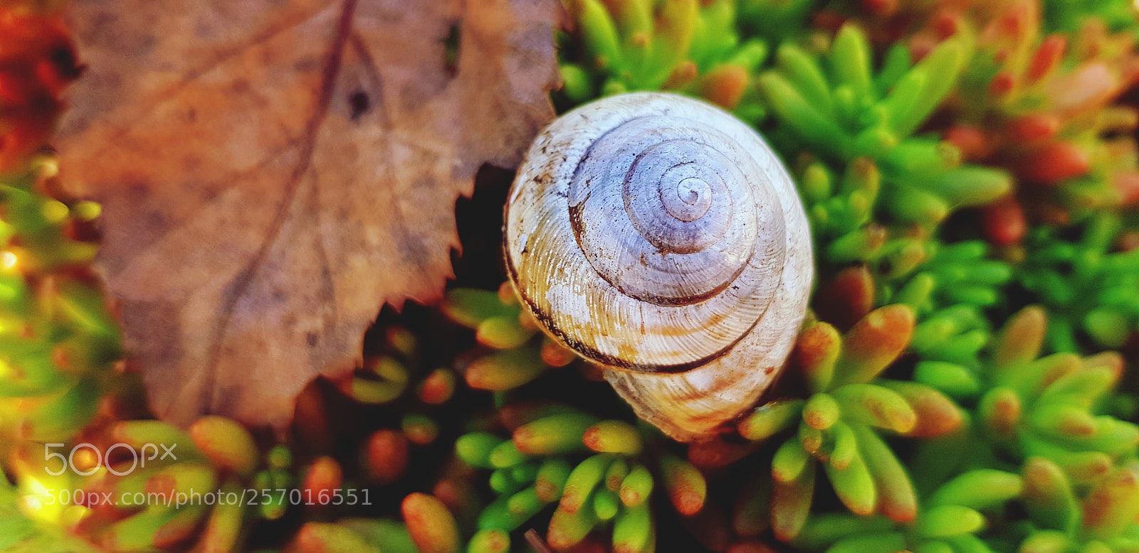 Samsung Galaxy S8 sample photo. Shell & leaf photography
