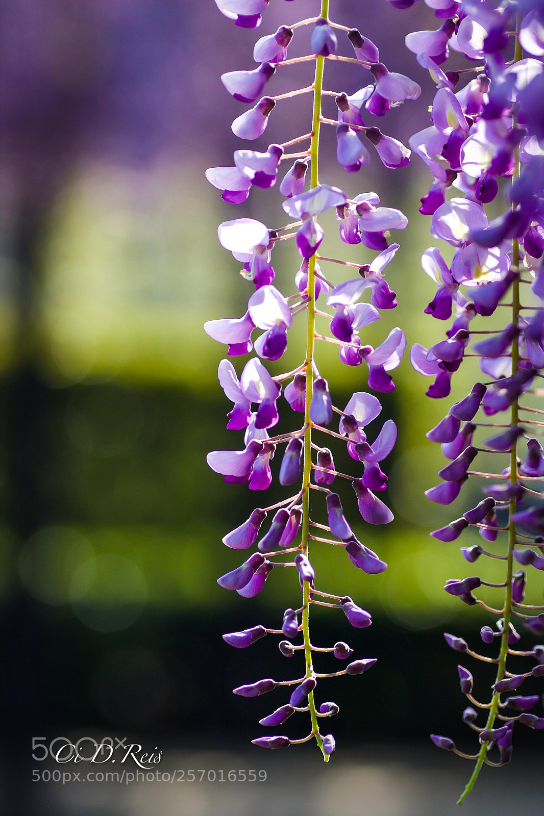 Canon EOS 40D sample photo. Flor de fuji photography