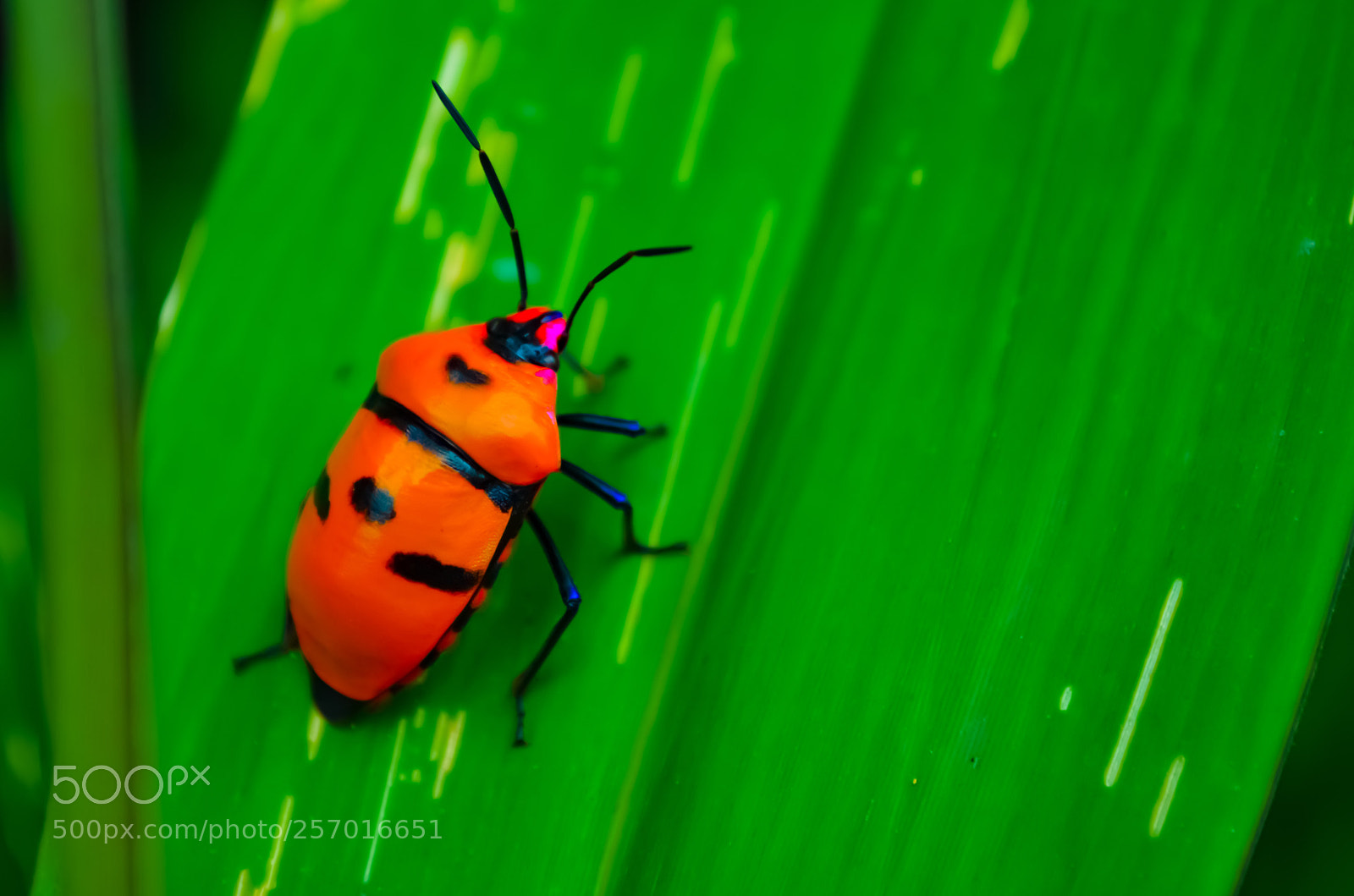 Nikon D5100 sample photo. Beetle photography