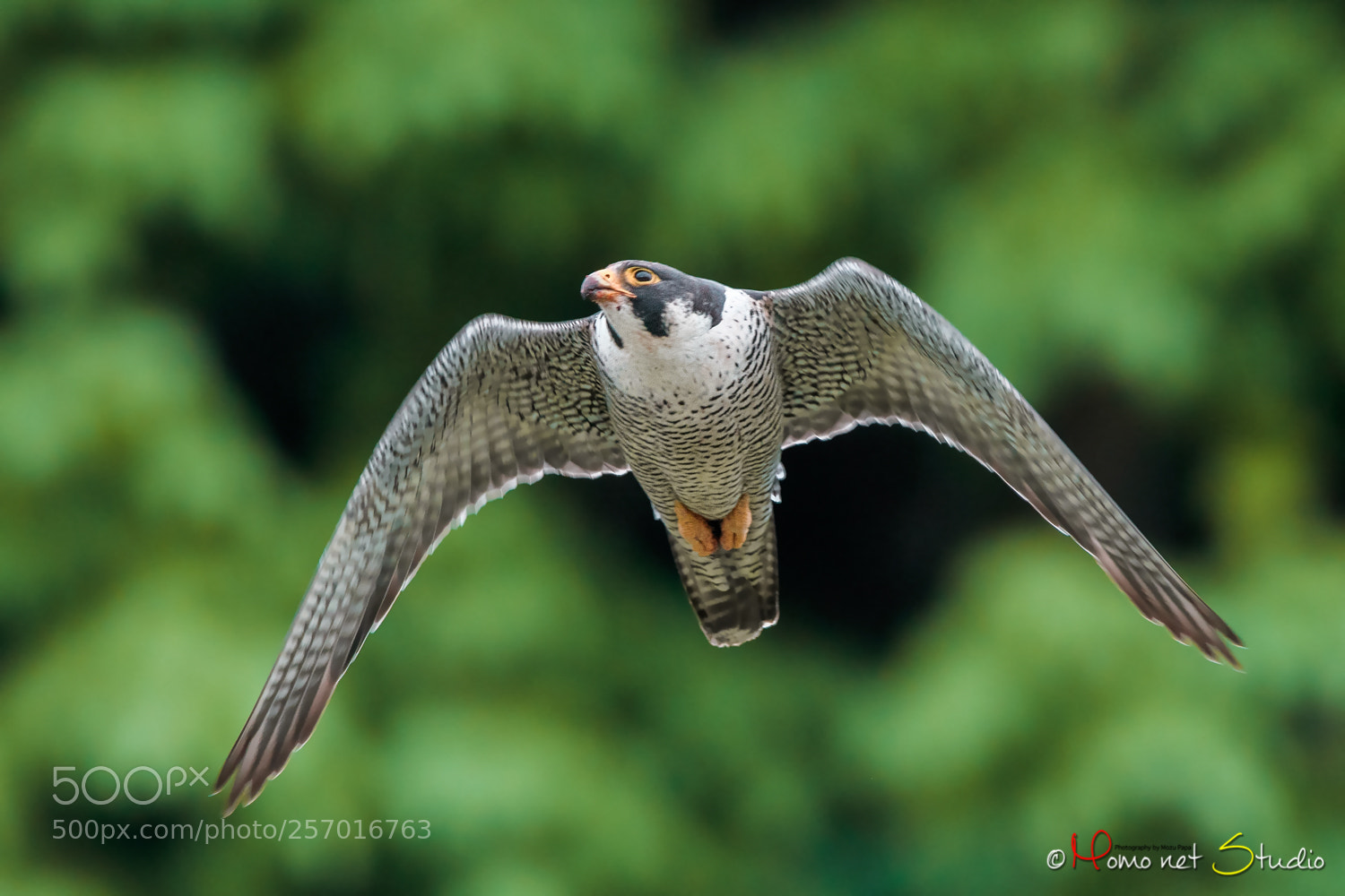 Nikon D500 sample photo. Spring falcon photography