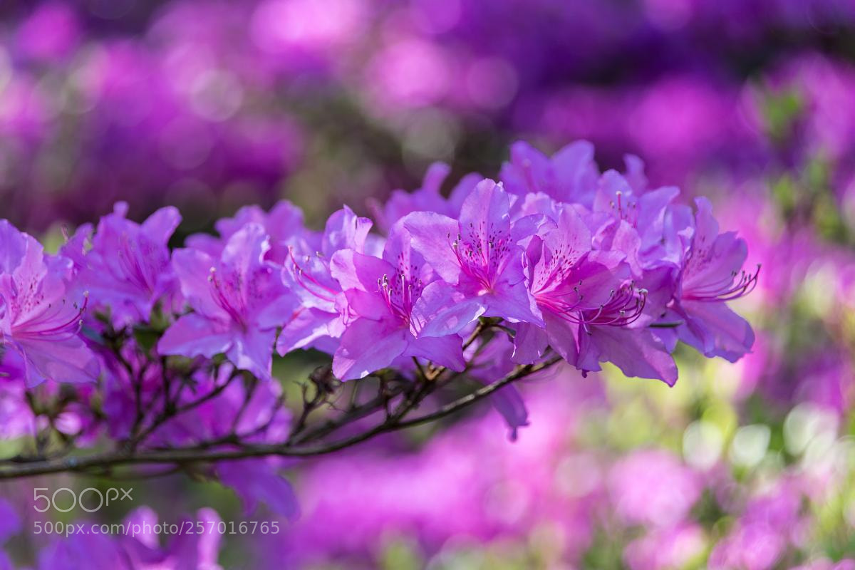 Canon EOS 6D sample photo. Spring flowers - rhododendron photography