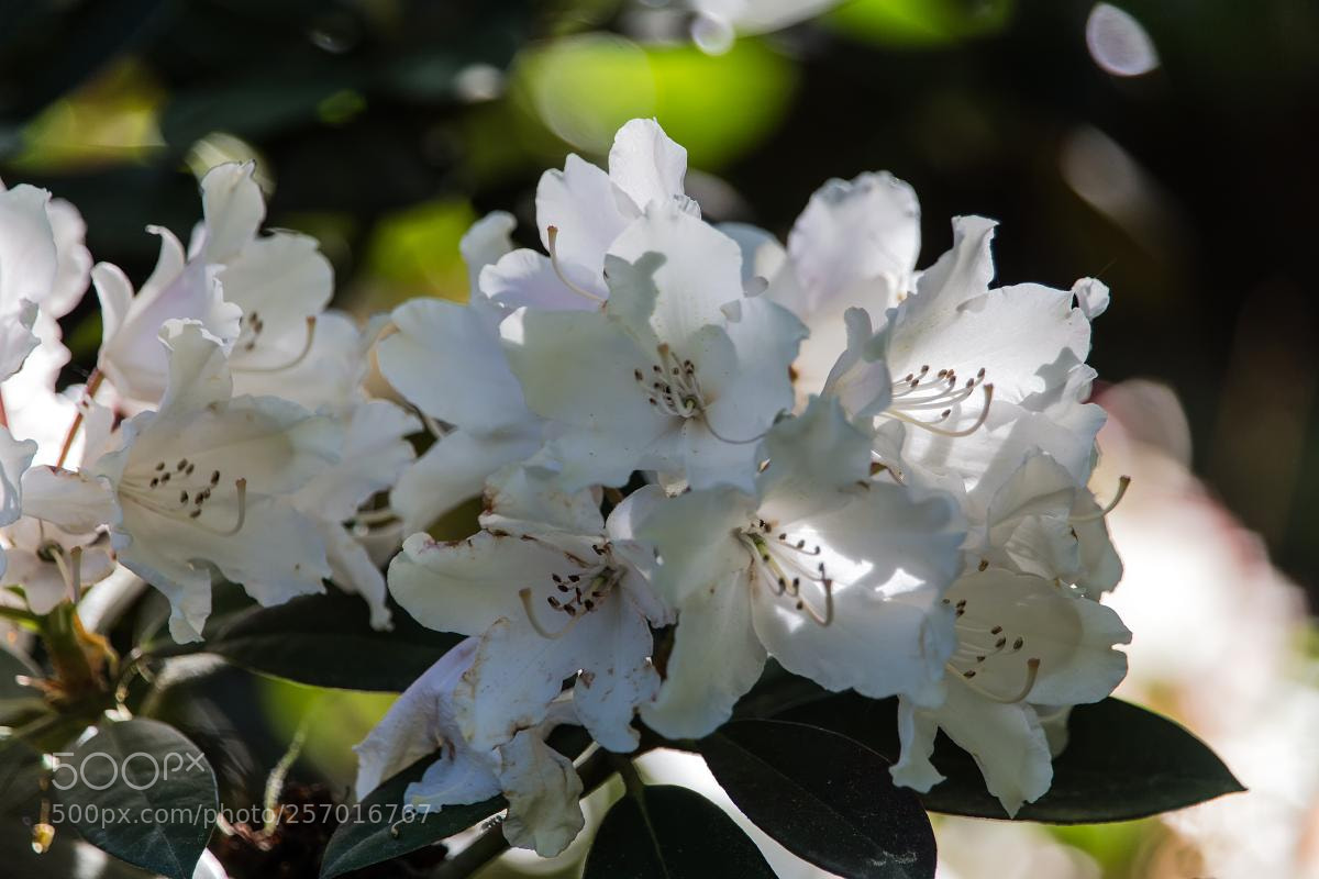 Canon EOS 6D sample photo. Spring flowers - rhododendron photography