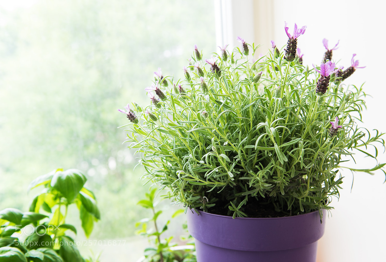 Nikon D750 sample photo. Lavender photography