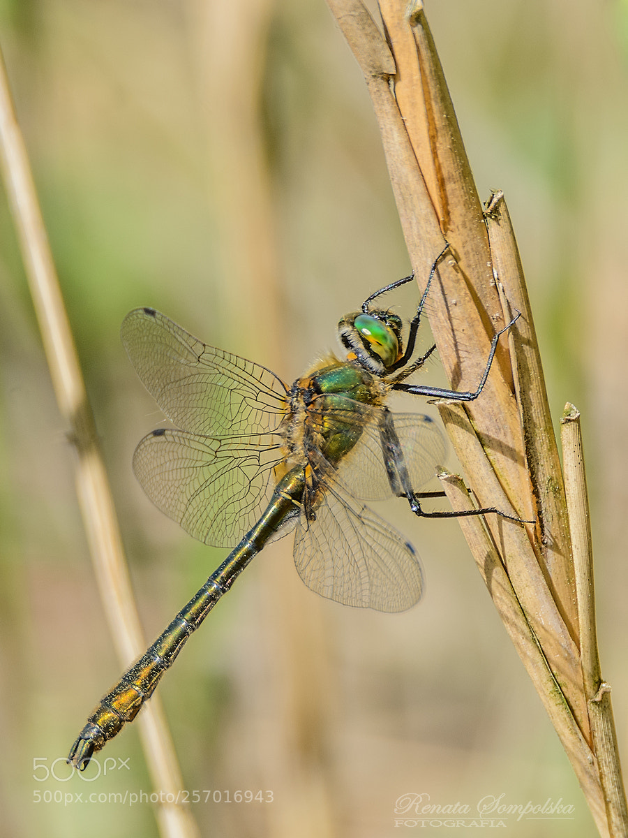Nikon D7100 sample photo. Szklarka zielona (cordulia aenea) photography