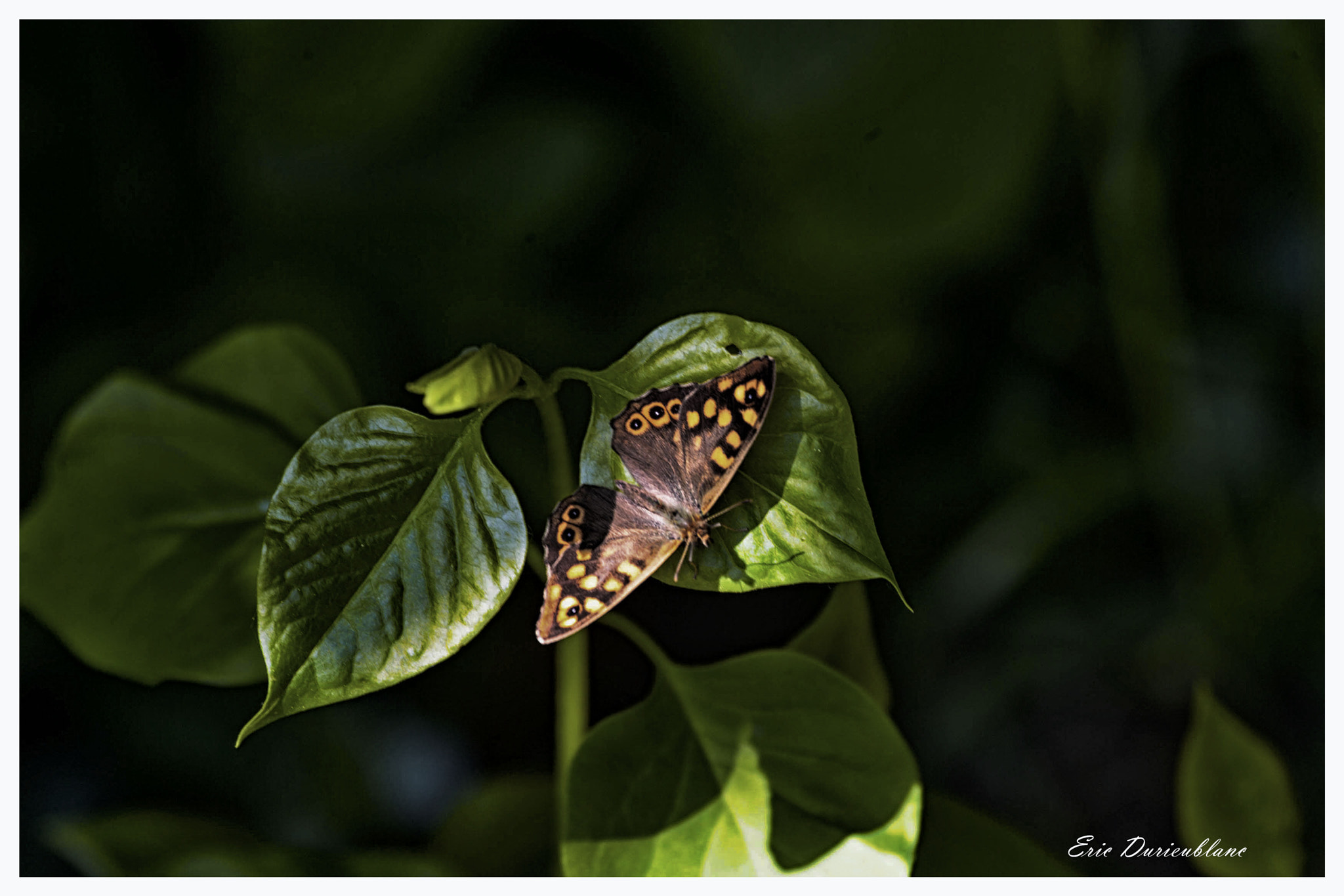 Canon EOS-1D Mark II sample photo
