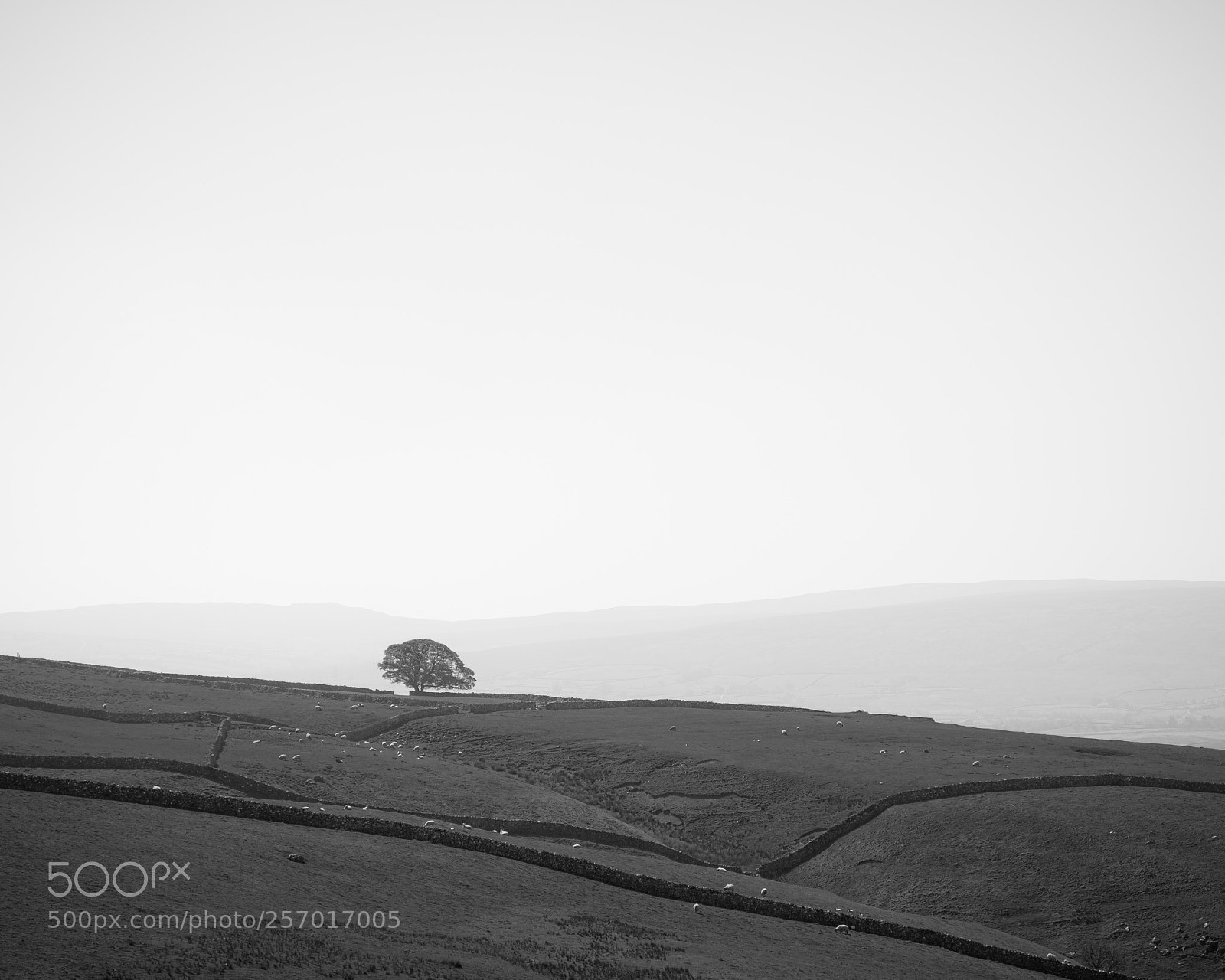 Fujifilm X-T1 sample photo. Lone tree photography