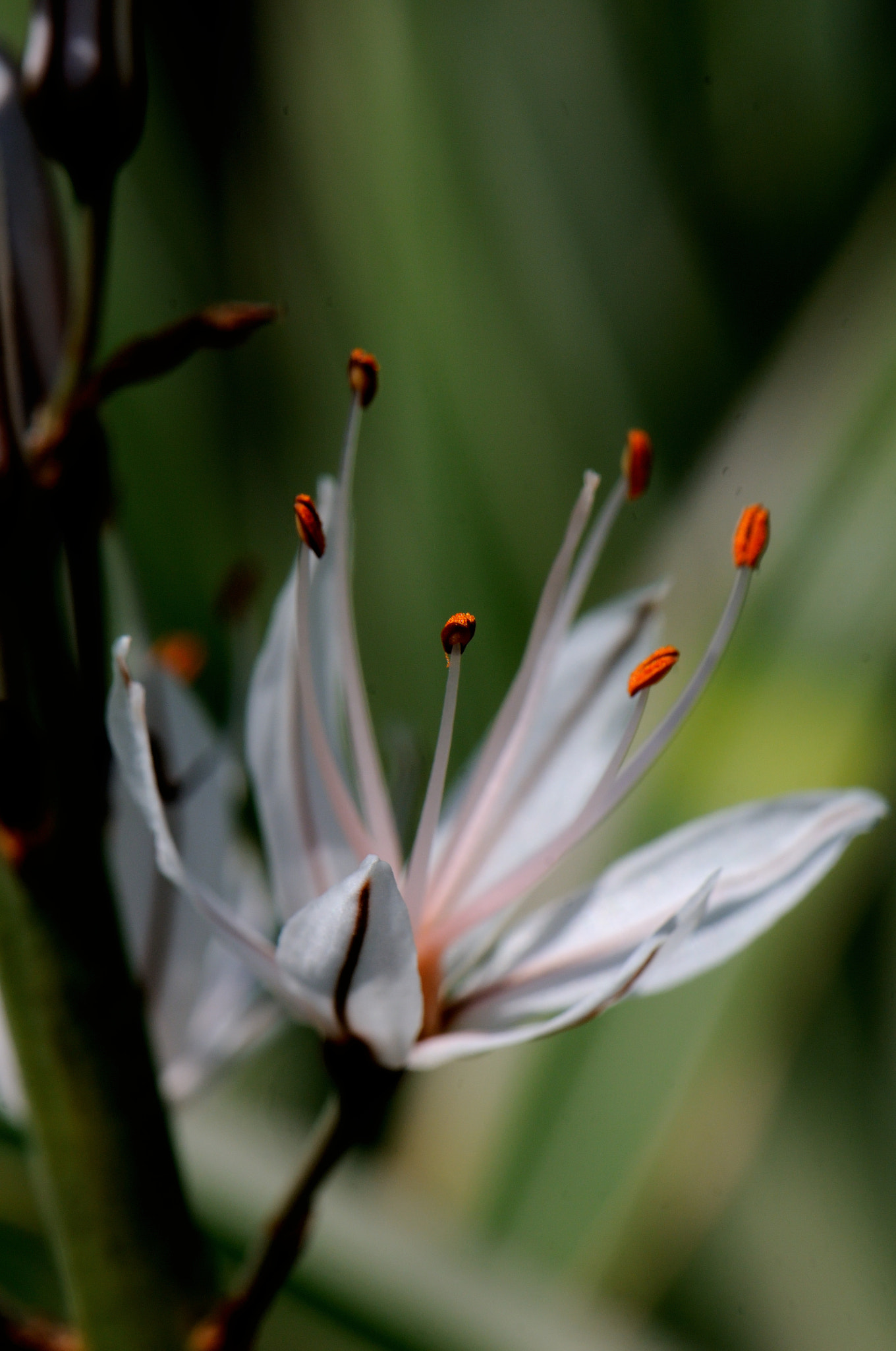 Nikon AF-S Micro-Nikkor 105mm F2.8G IF-ED VR sample photo. Asphodelus, asphodèle photography