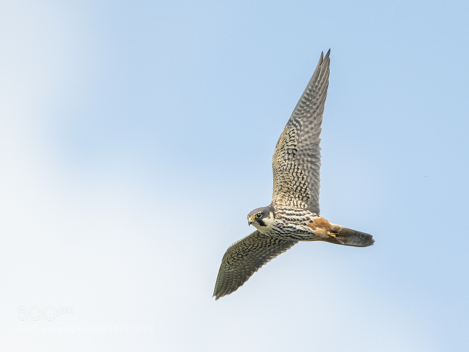 Nikon D500 sample photo. Hobby hunting photography