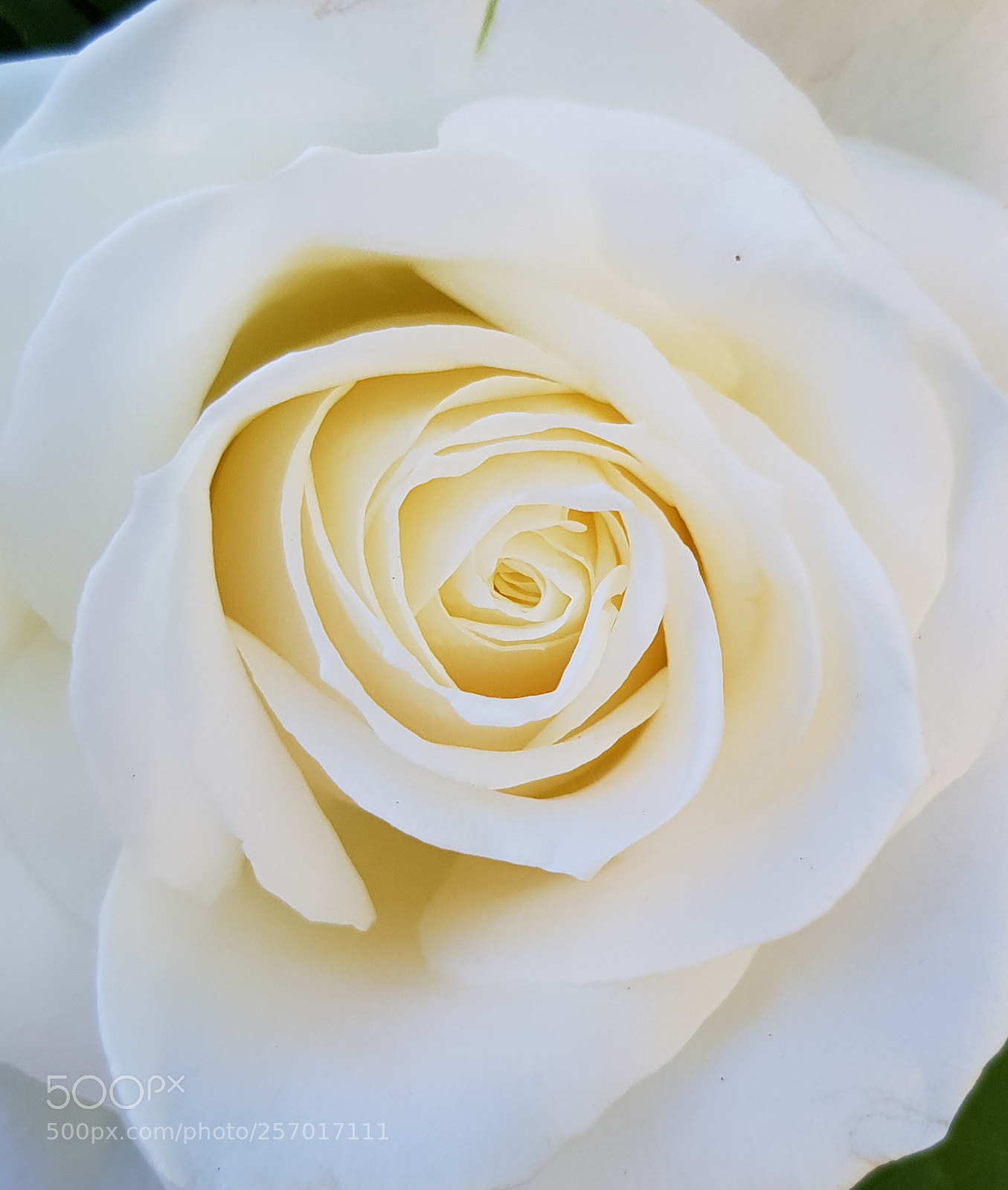 Samsung Galaxy S8 sample photo. White rose. photography