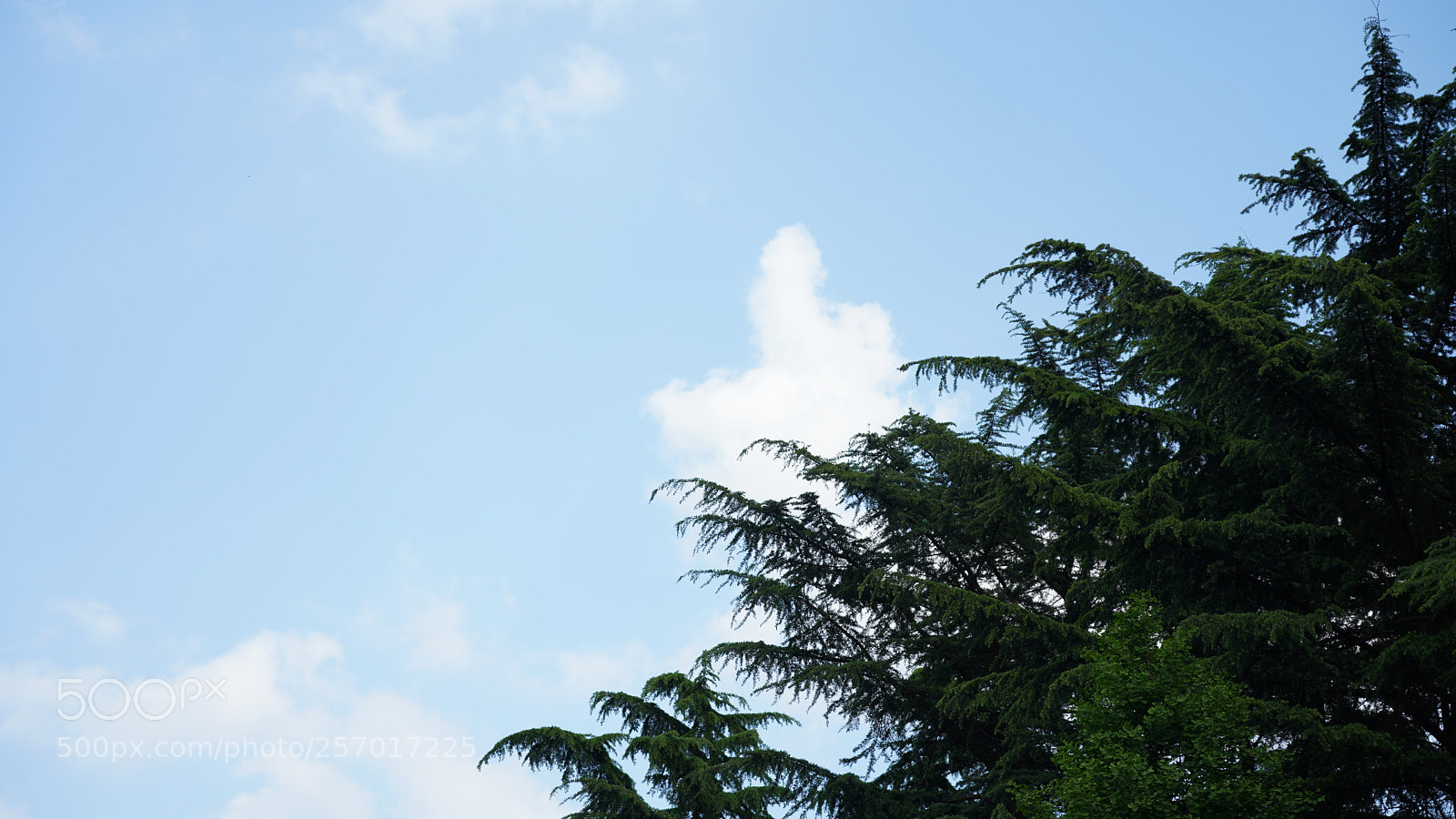 Sony a7R III sample photo. Untitled photography