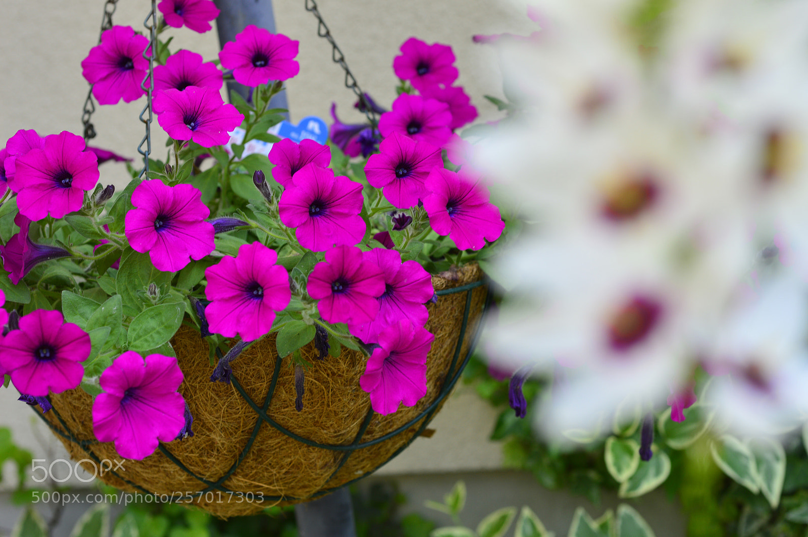 Nikon D3200 sample photo. Garden nature 02 photography