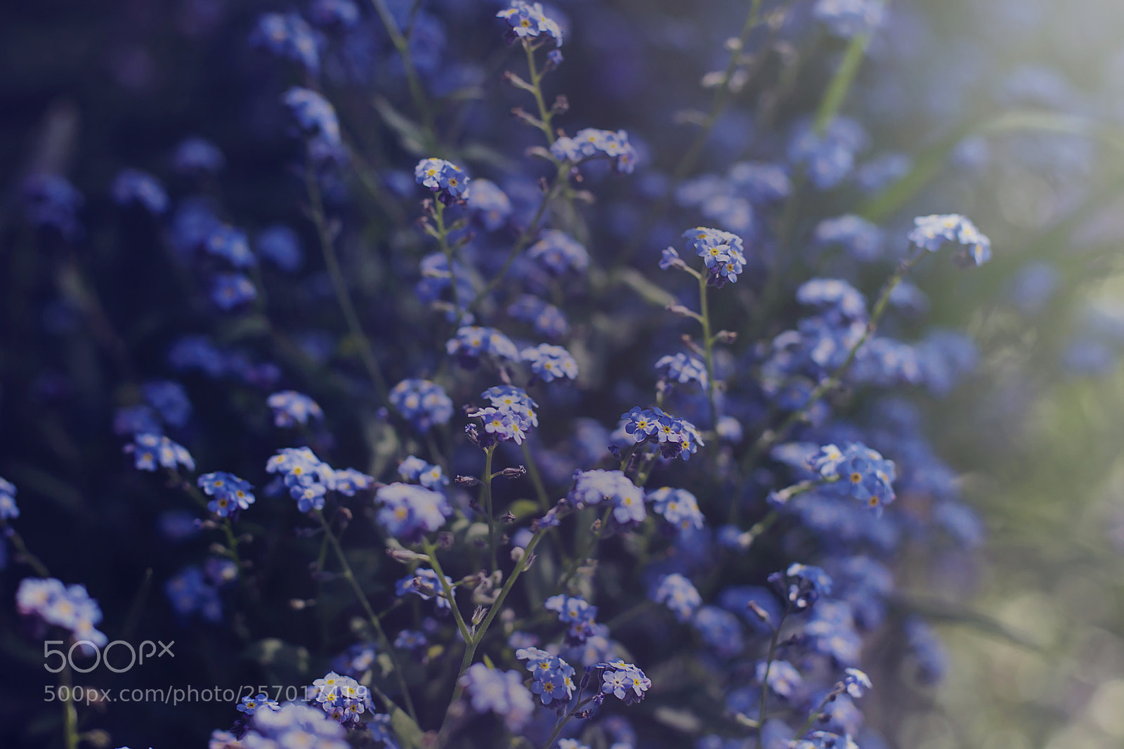 Canon EOS 6D Mark II sample photo. Forget me not photography