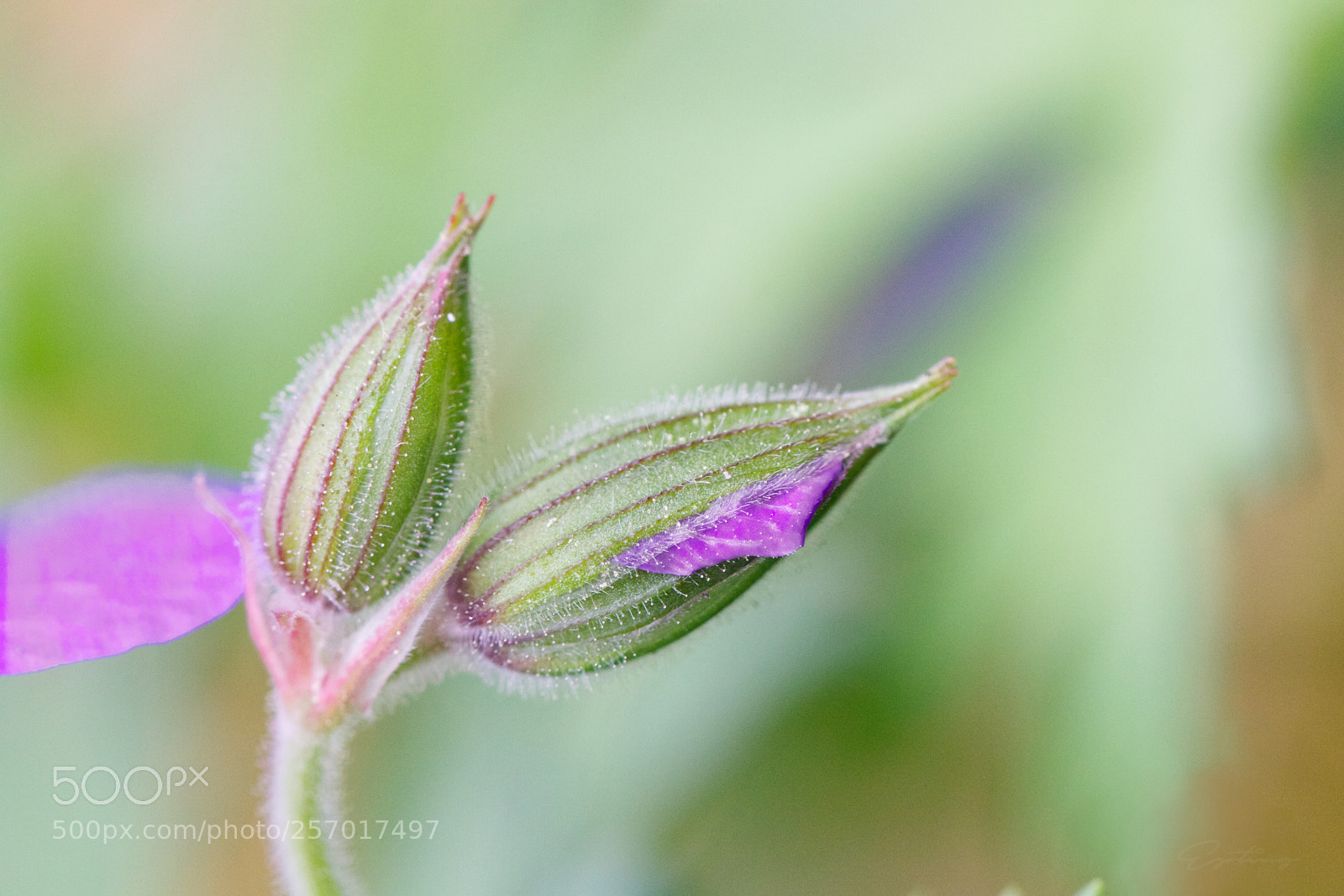 Canon EOS 70D sample photo. Buds photography