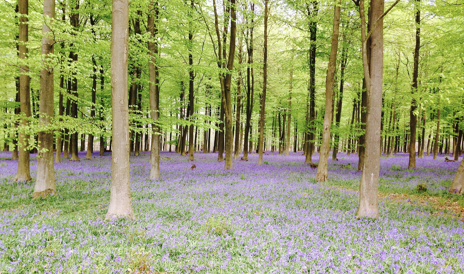 Apple iPhone 5 sample photo. Bluebells photography