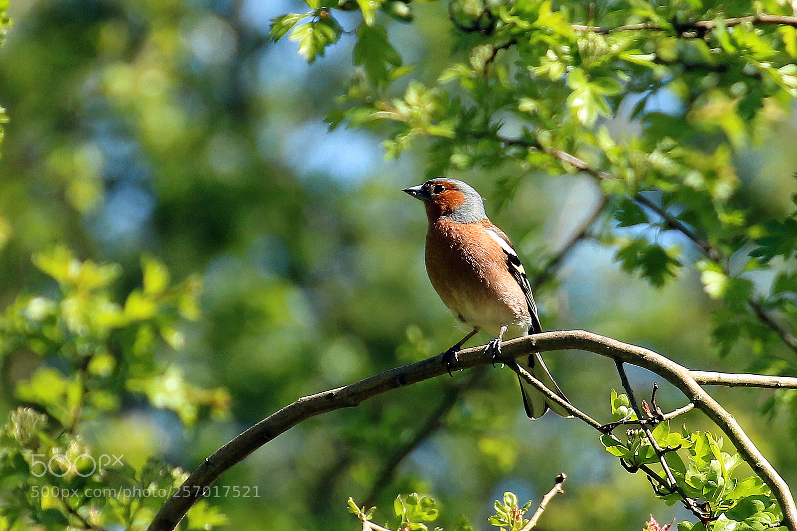 Canon EOS 70D sample photo. Chaffinch photography