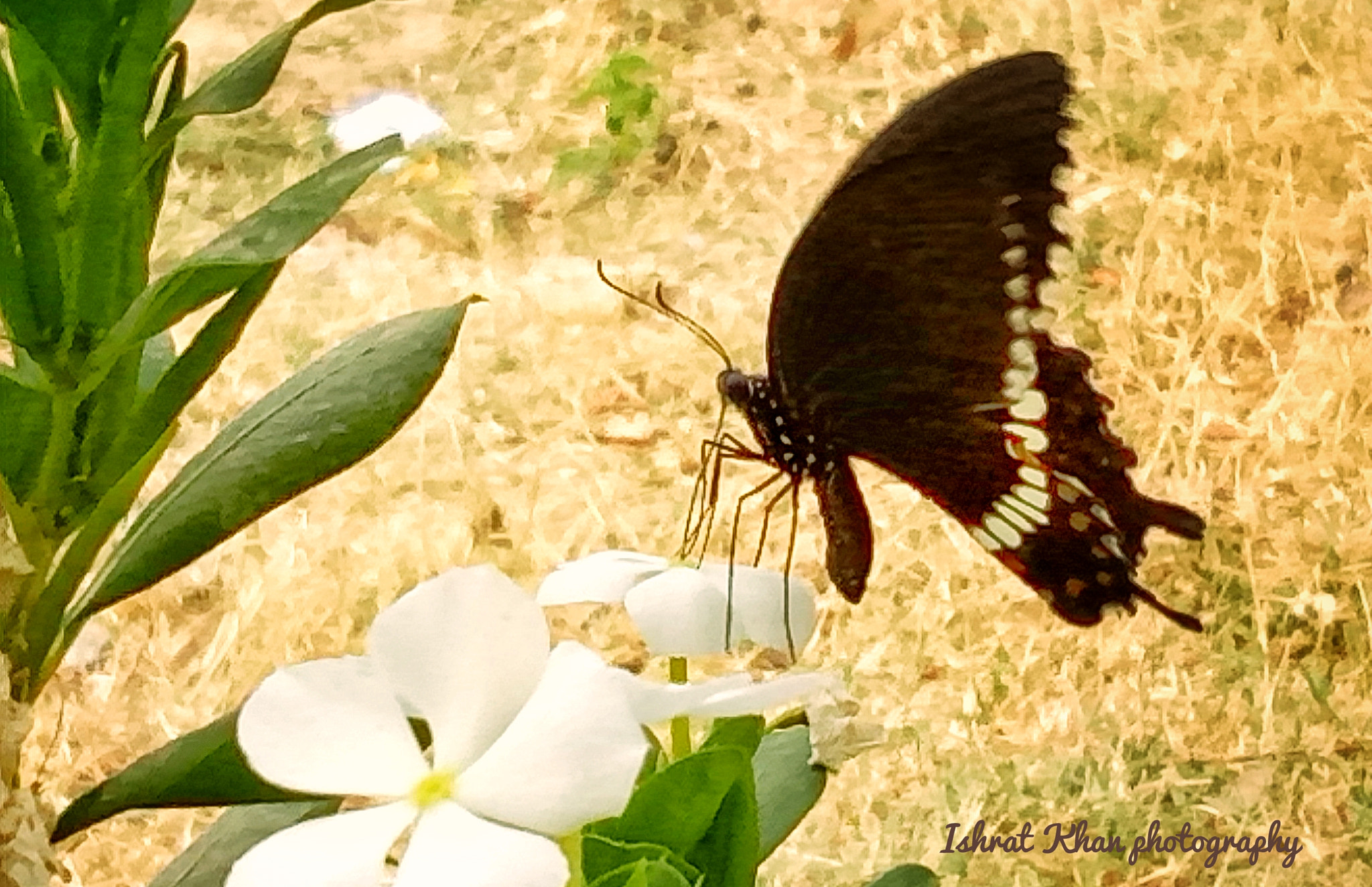 OPPO A1601 sample photo. Black butterfly photography
