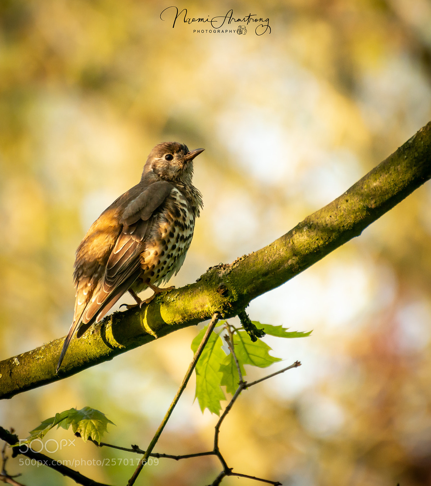 Nikon D800 sample photo. Mistle thrush photography