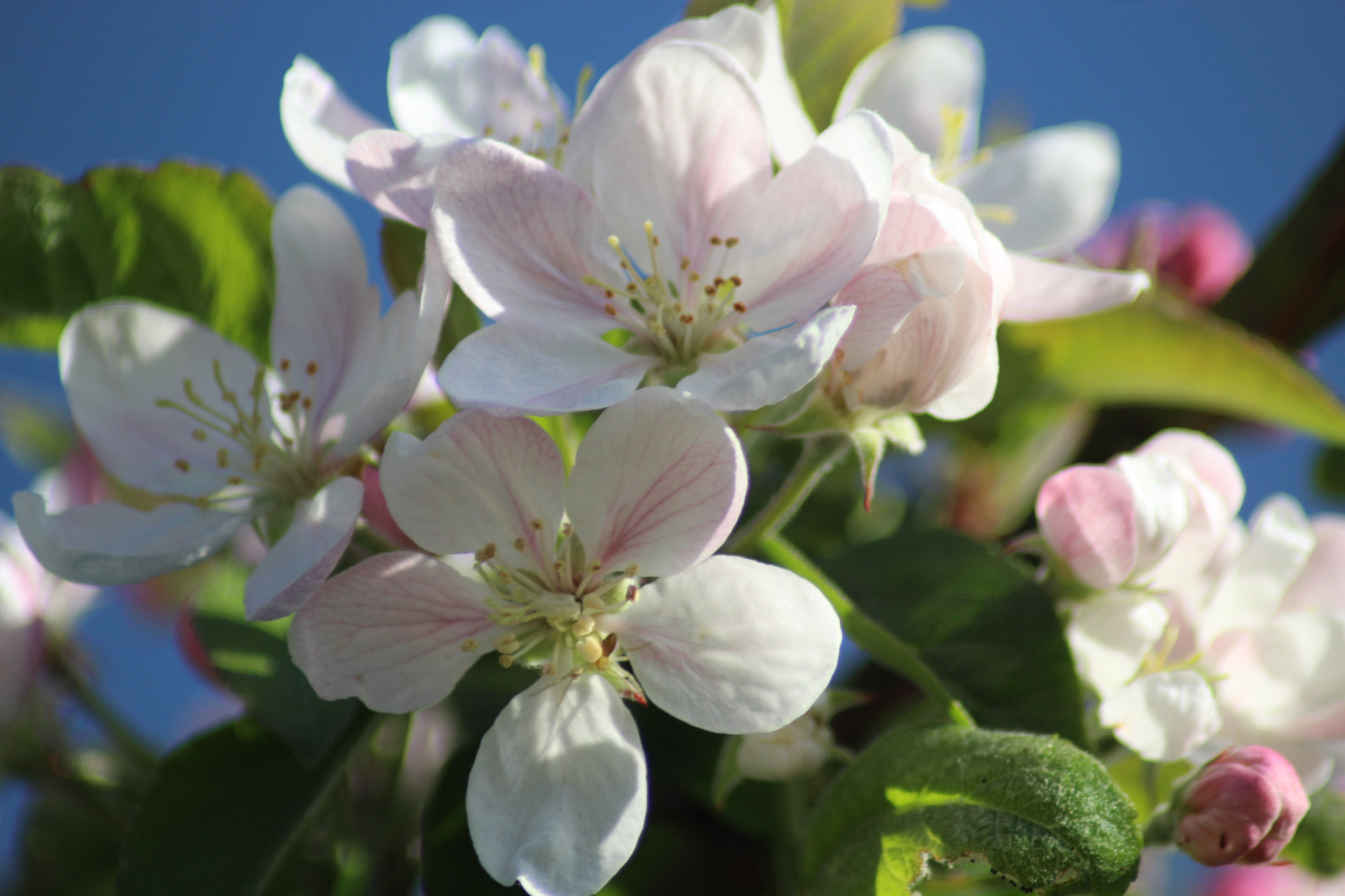 Canon EOS 1300D (EOS Rebel T6 / EOS Kiss X80) sample photo. Apple blossom photography