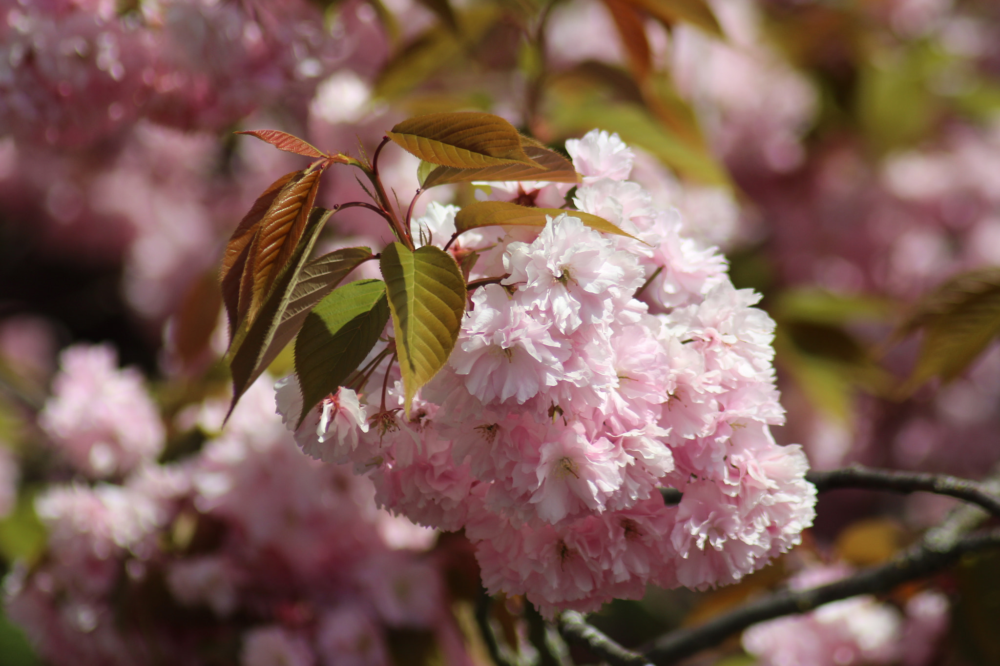 Canon EOS 1300D (EOS Rebel T6 / EOS Kiss X80) sample photo. Cherry blossom photography
