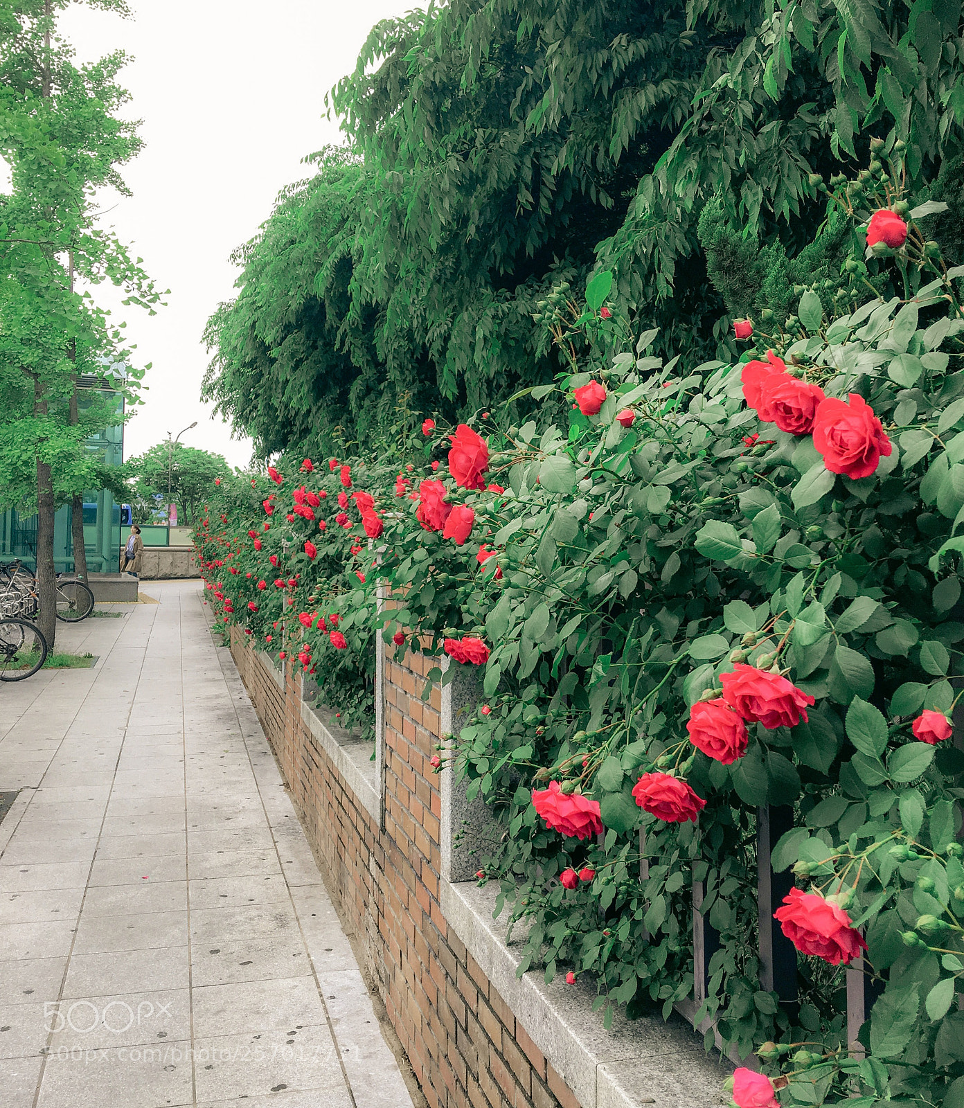 Apple iPhone 6s Plus sample photo. Untitled photography