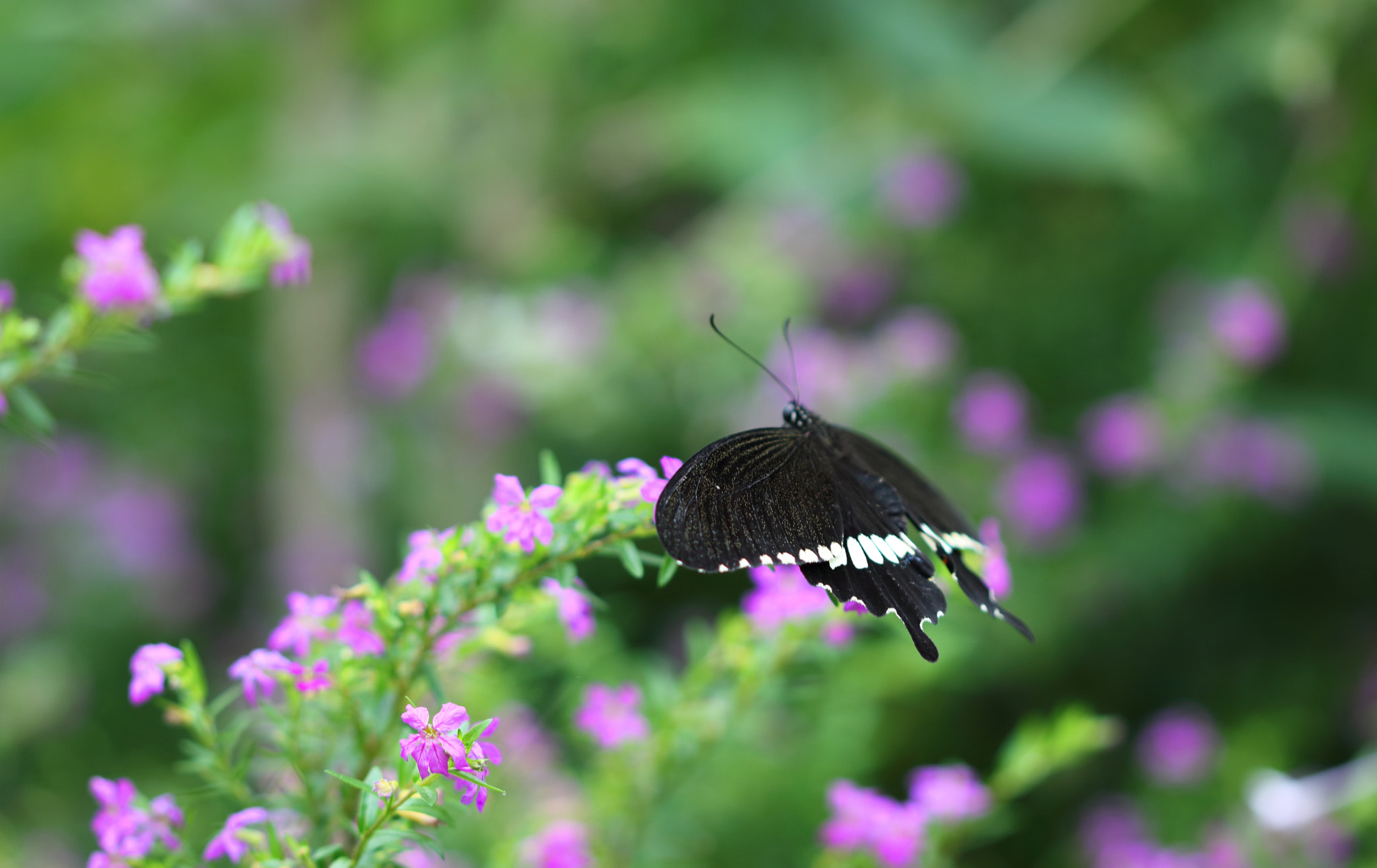Canon EOS 760D (EOS Rebel T6s / EOS 8000D) sample photo. The butterfly counts not months but moments photography
