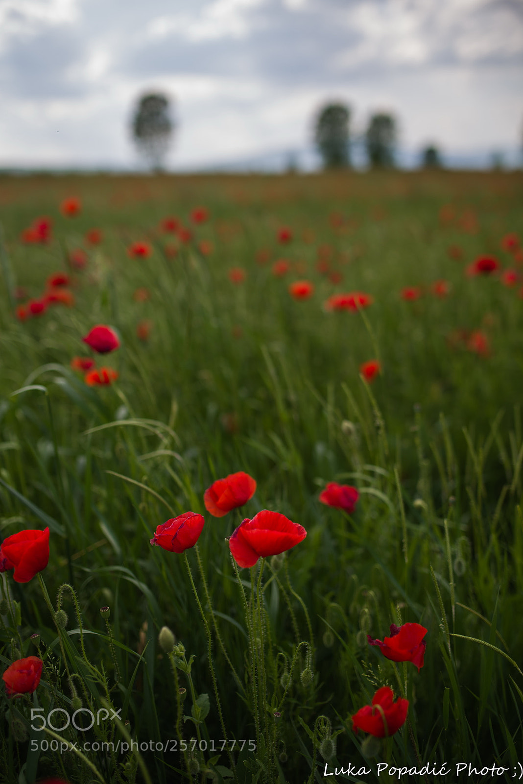 Pentax K-1 sample photo. Poppies photography