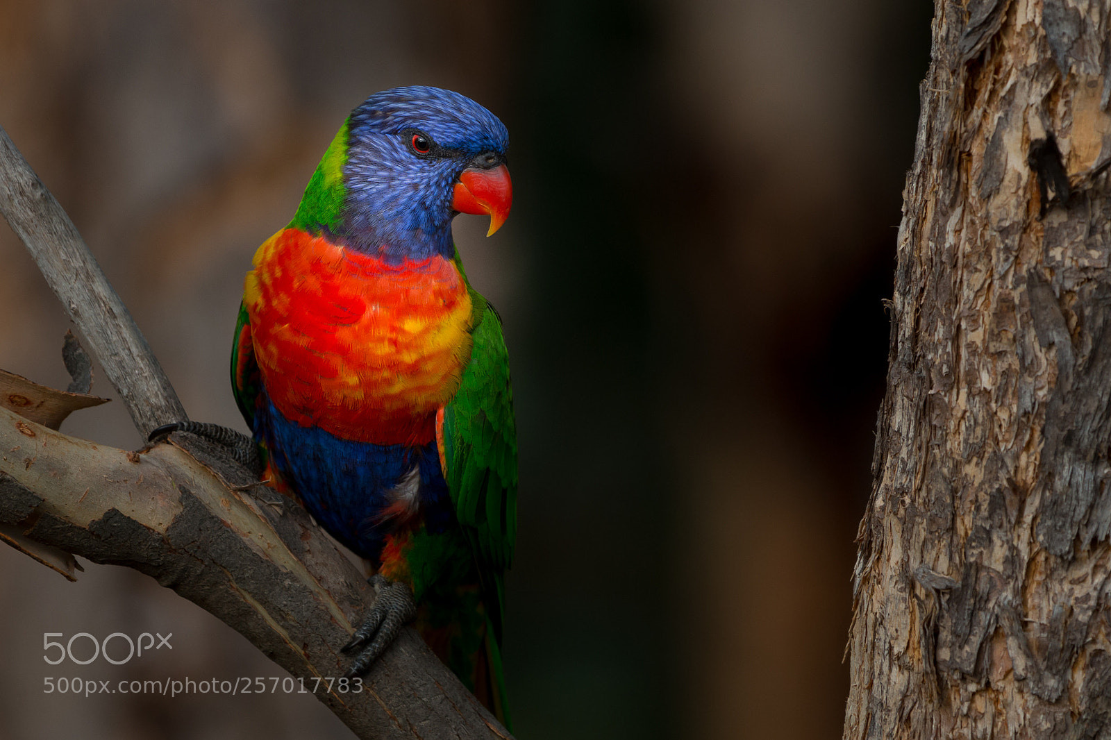 Canon EOS 70D sample photo. Rainbow lorikeet photography