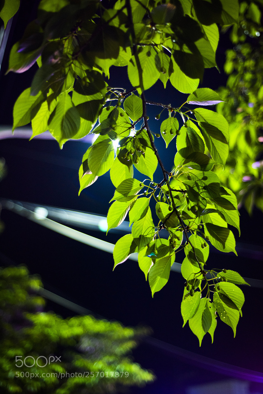 Nikon D810 sample photo. In a night   no.12 photography
