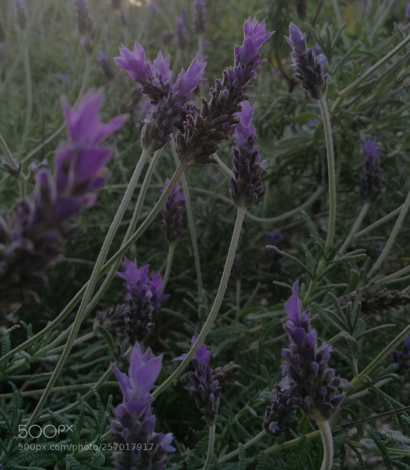 HUAWEI P10 sample photo. Untitled photography