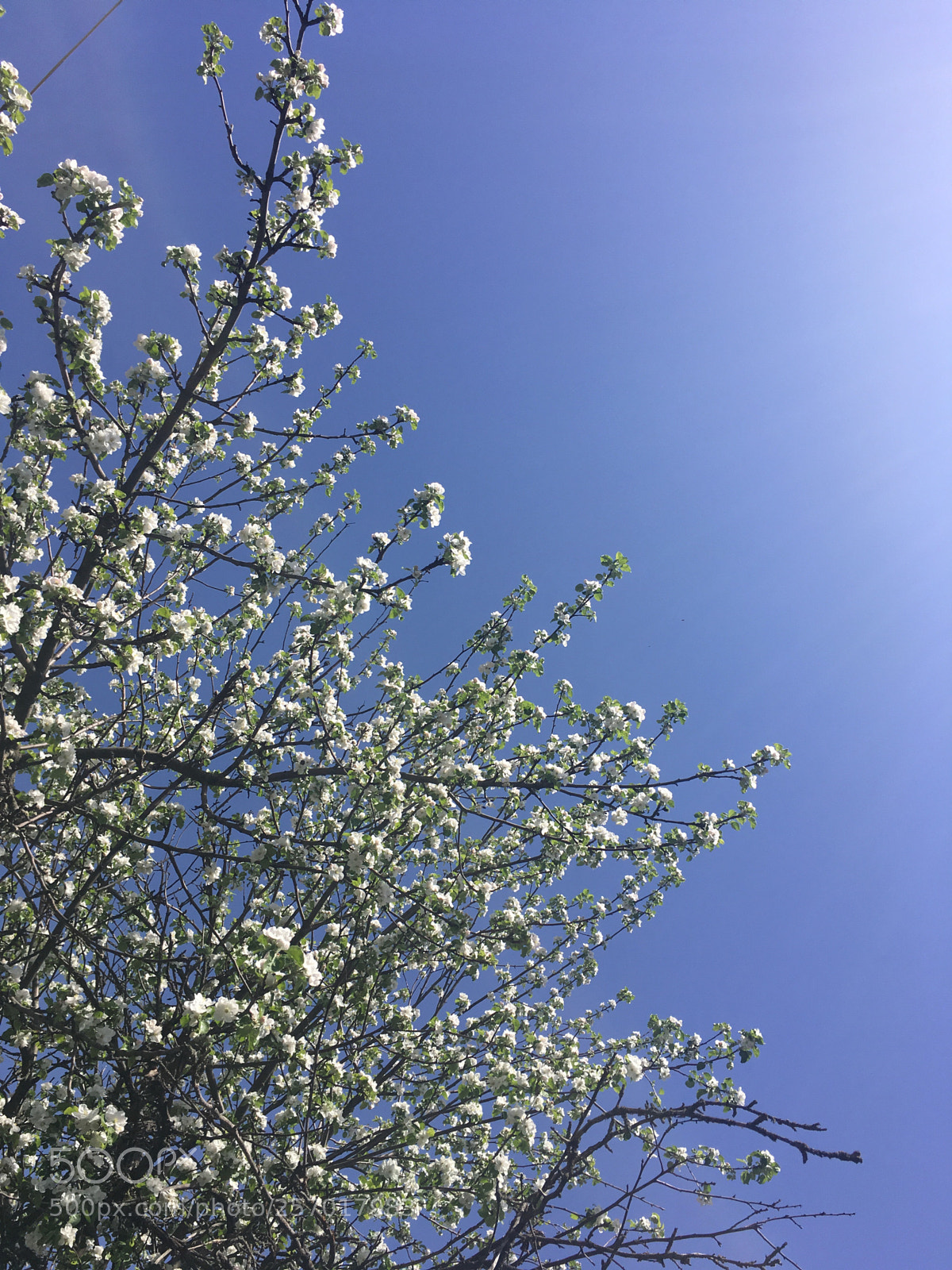 Apple iPhone SE sample photo. Untitled photography