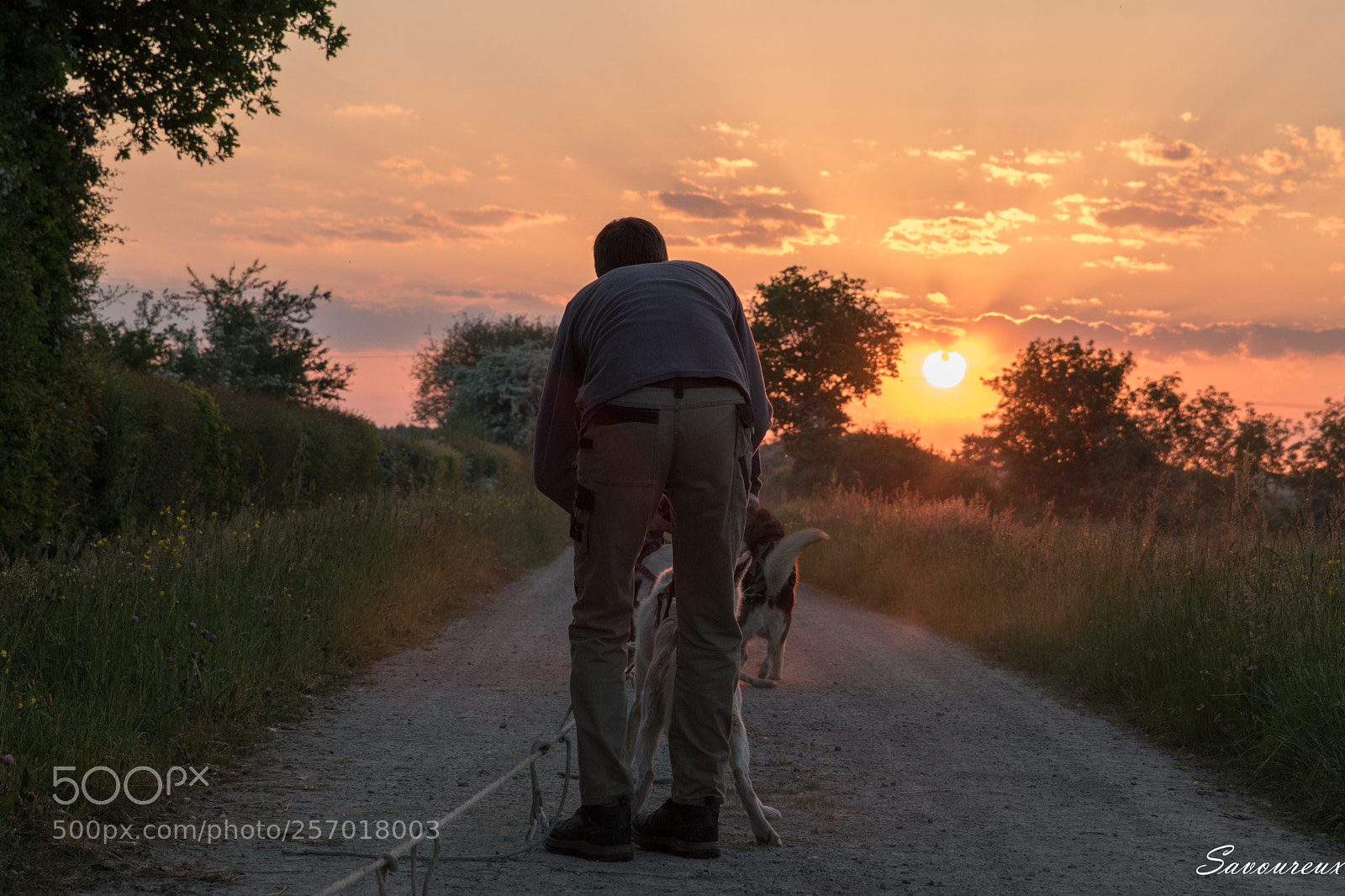 Nikon D5500 sample photo. L'homme et ses chiens photography