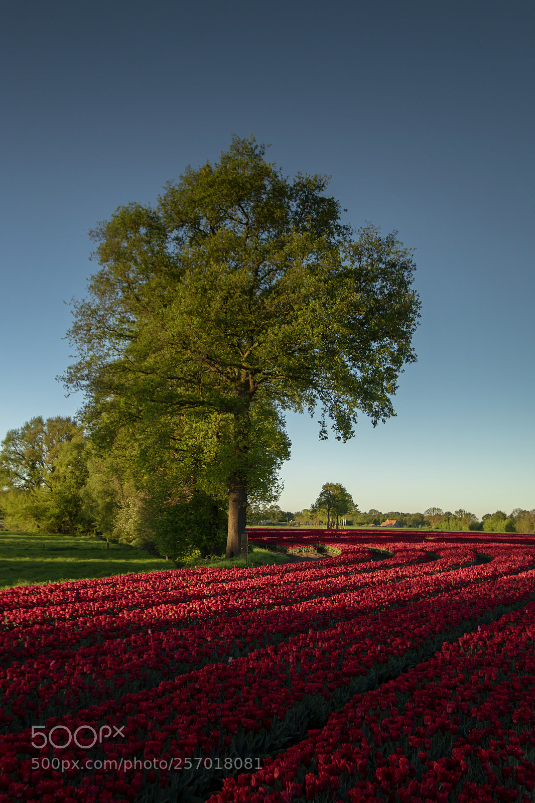 Canon EOS 7D Mark II sample photo. Red tulips... blue sky photography