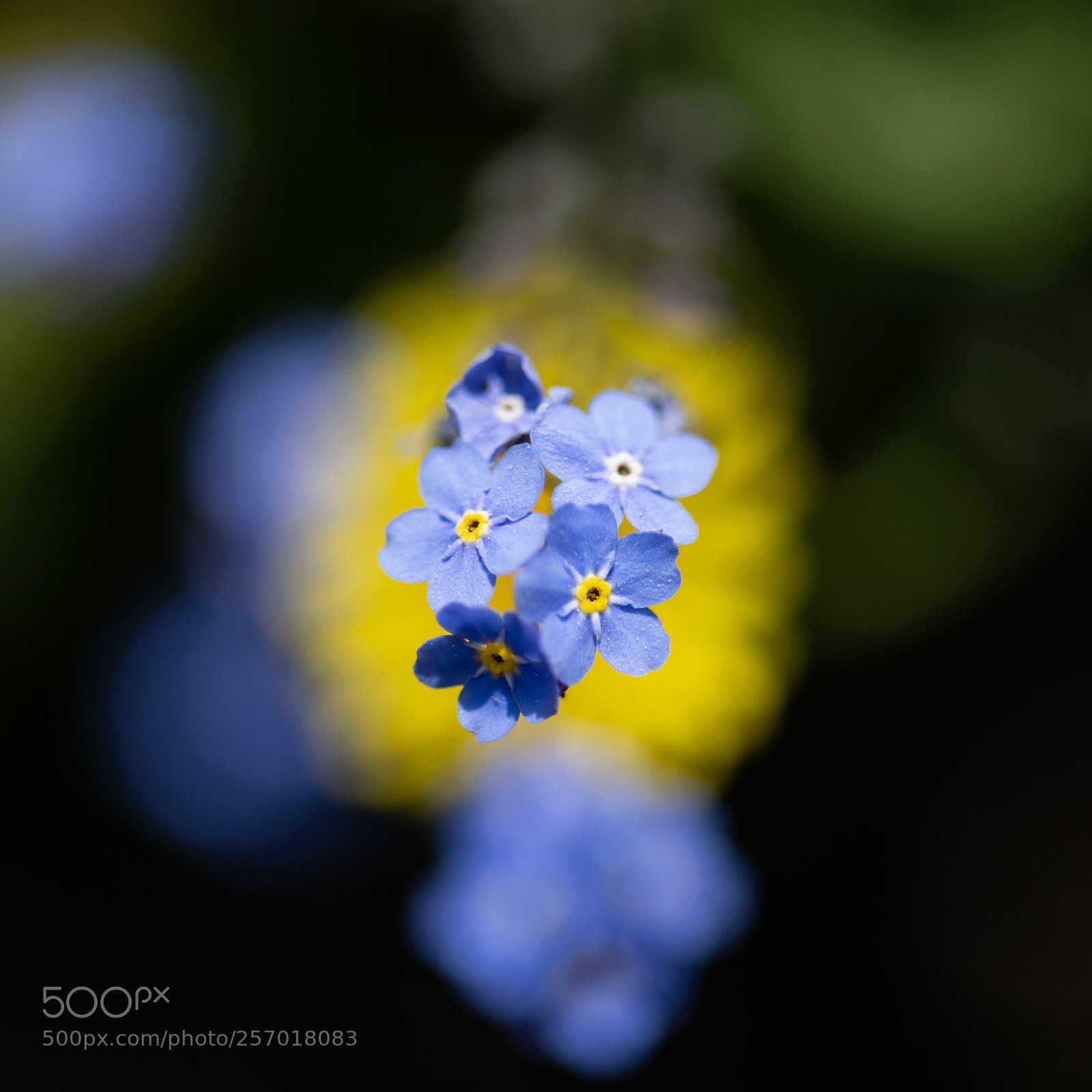 Nikon Df sample photo. Blue forget me not photography