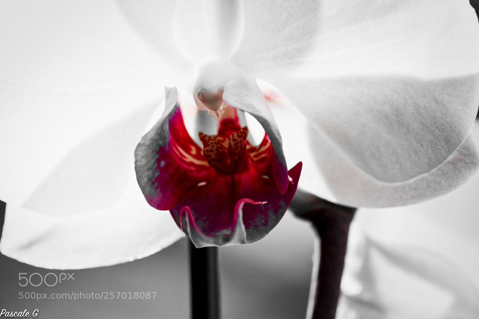 Nikon D7100 sample photo. Orchide es fac on photography