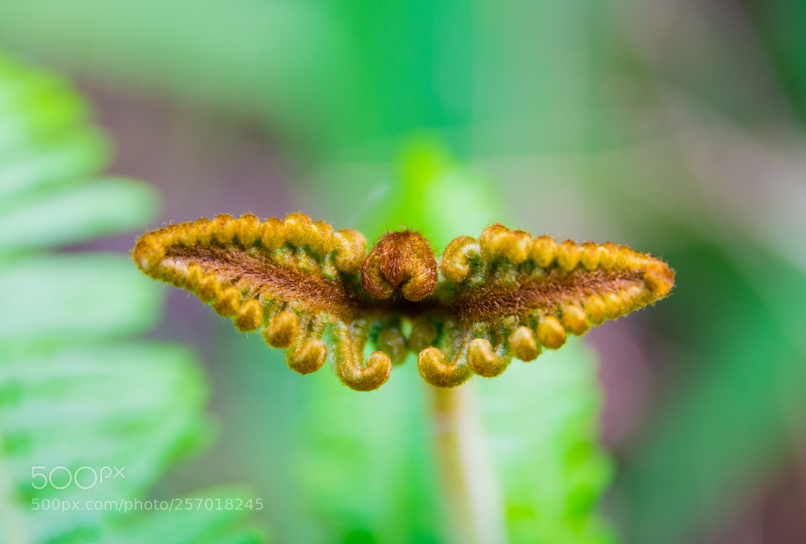 Nikon D7100 sample photo. Butterfly-shaped fern in madeira photography
