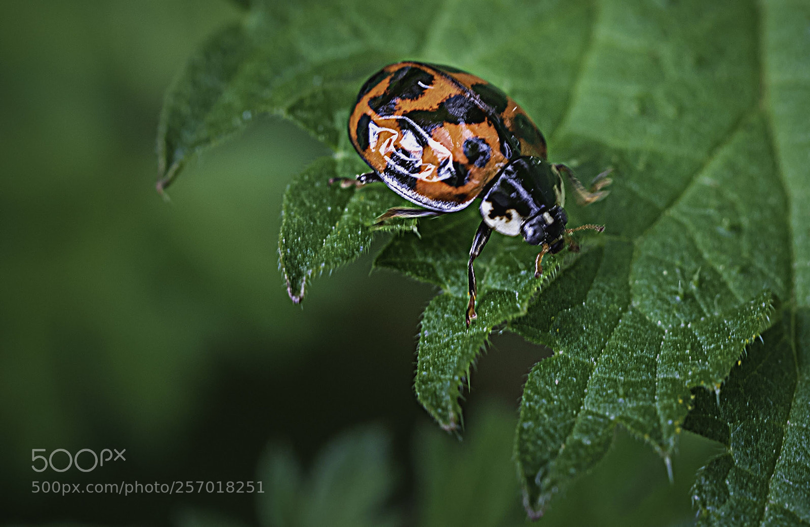 Olympus OM-D E-M5 II sample photo. Treading carefully : ladybird photography
